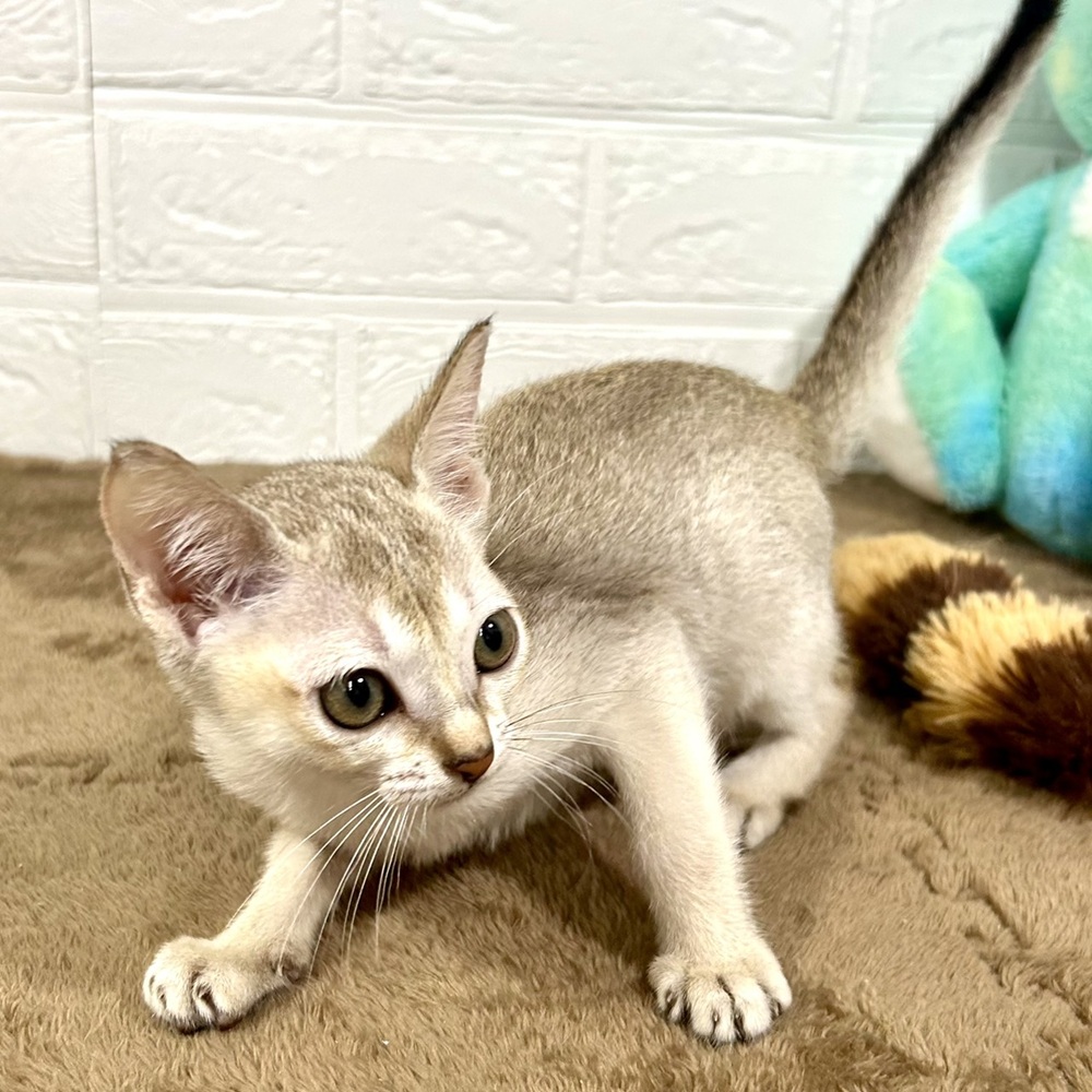 兵庫県のシンガプーラ (犬の家＆猫の里ニッケパークタウン加古川店/2025年8月6日生まれ/女の子/セピアアグーティ)の子猫の4枚目の画像