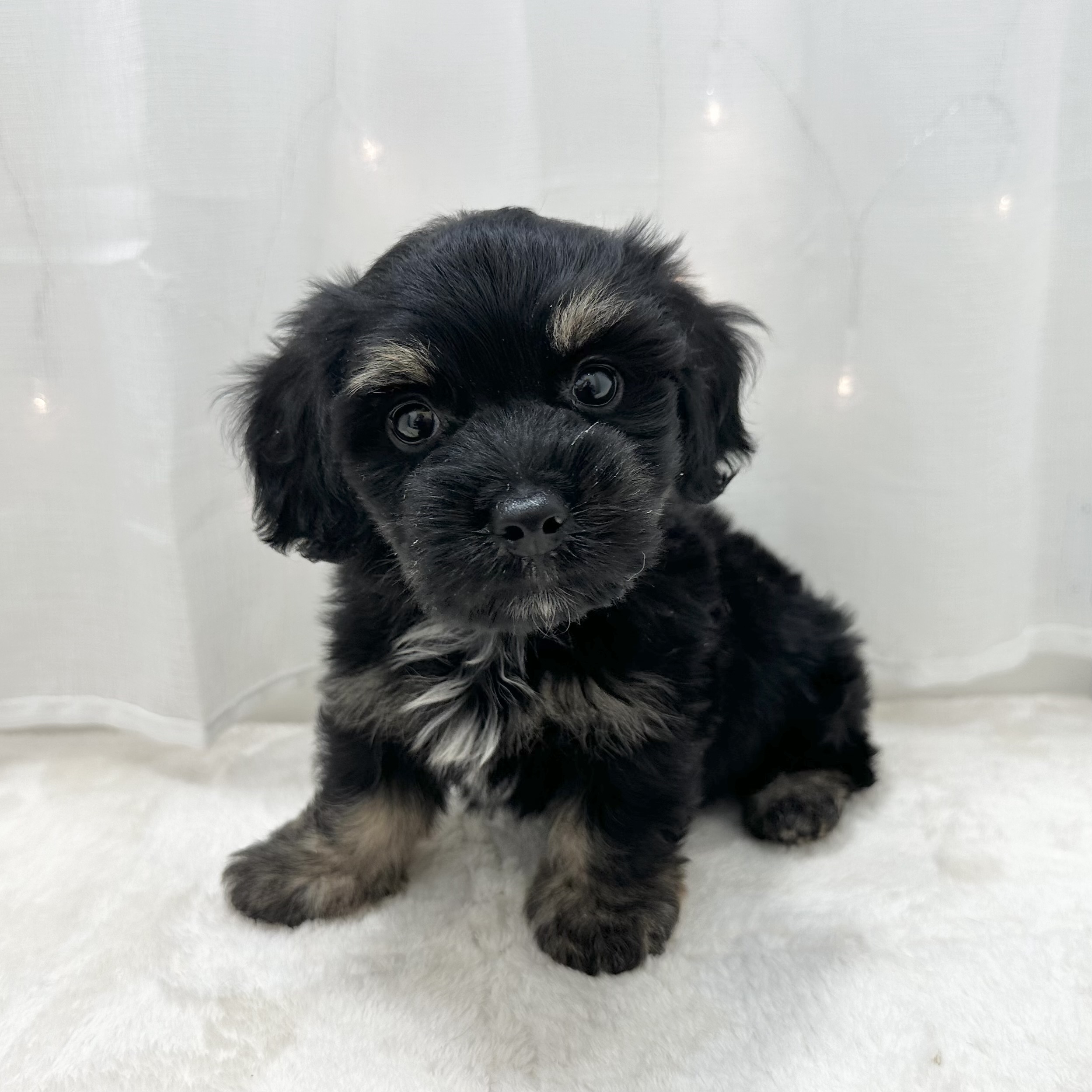 千葉県のマルックス(マルチーズ×ダックス) (犬の家＆猫の里BIGHOPガーデンモール印西店/2025年5月12日生まれ/男の子/ブラックタン)の子犬の4枚目の画像