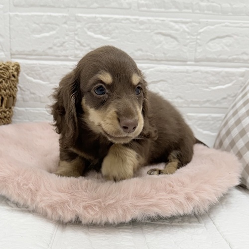 愛知県のミニチュアダックスフンド(ロング) (犬の家＆猫の里豊川インター店/2025年8月16日生まれ/女の子/チョコレートイエロー)の子犬の4枚目の画像