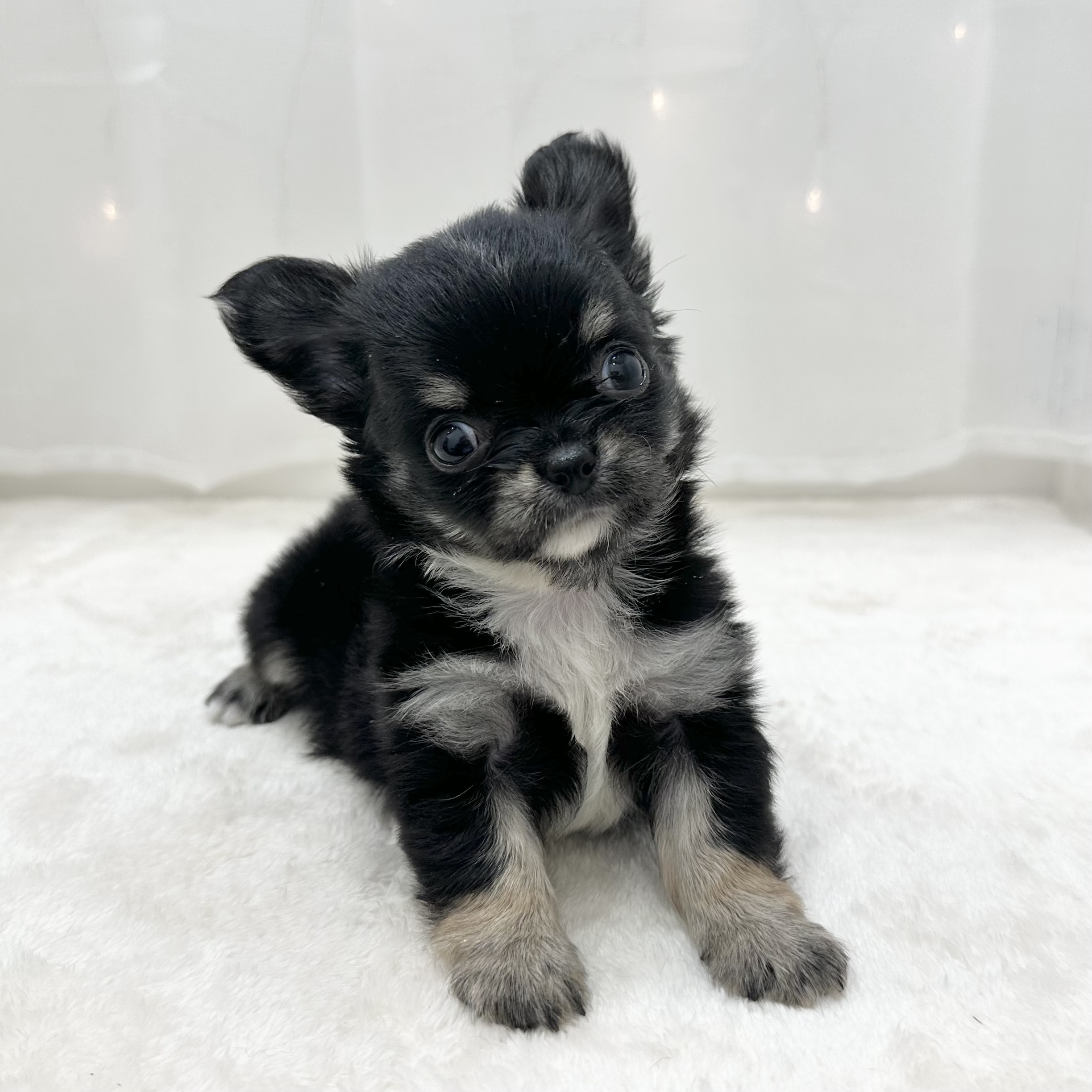 千葉県のチワワ(ロング) (犬の家＆猫の里BIGHOPガーデンモール印西店/2025年5月13日生まれ/男の子/ブラックタンホワイト)の子犬の4枚目の画像
