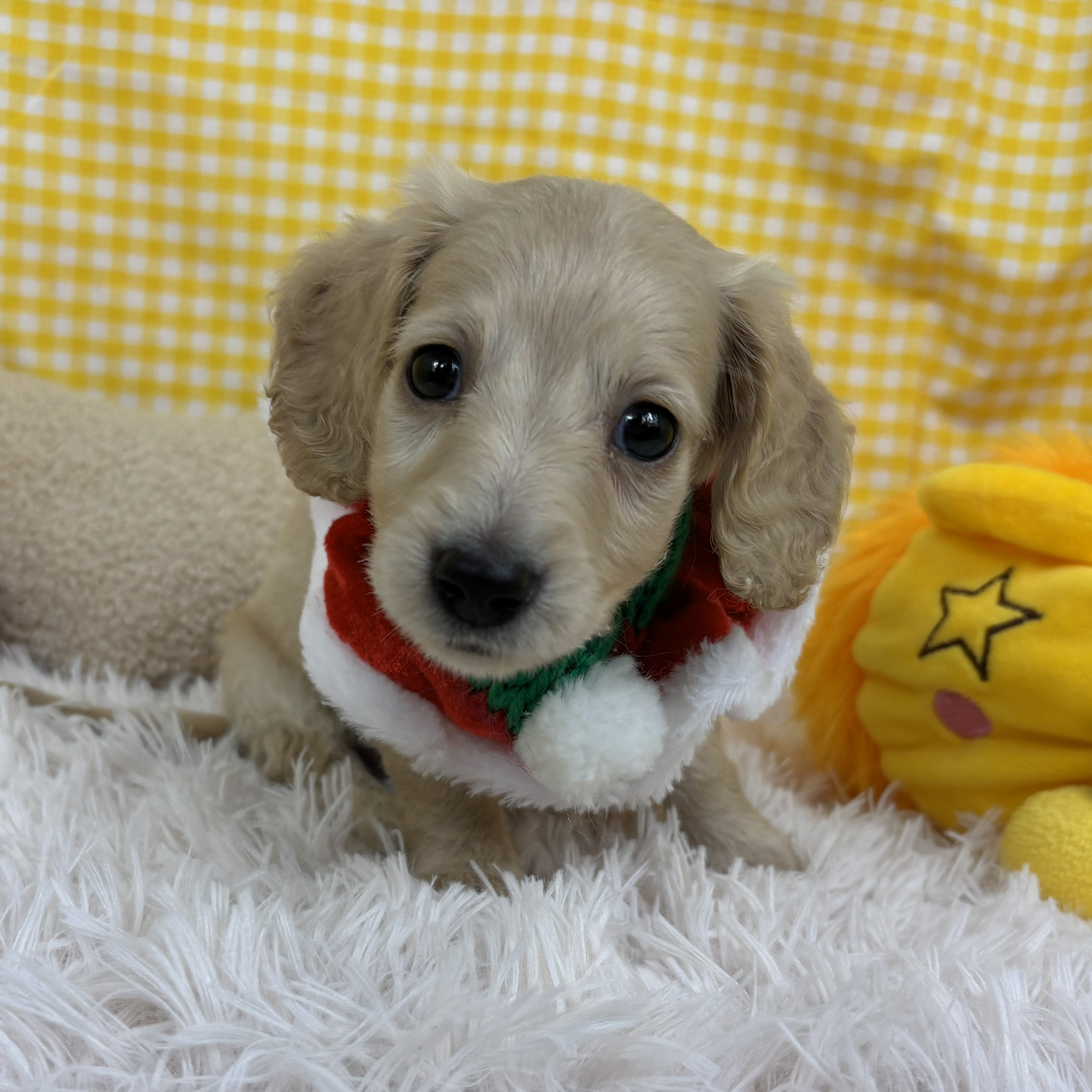 兵庫県のミニチュアダックスフンド(ロング) (犬の家＆猫の里川西店/2025年10月15日生まれ/女の子/イエロー)の子犬の4枚目の画像