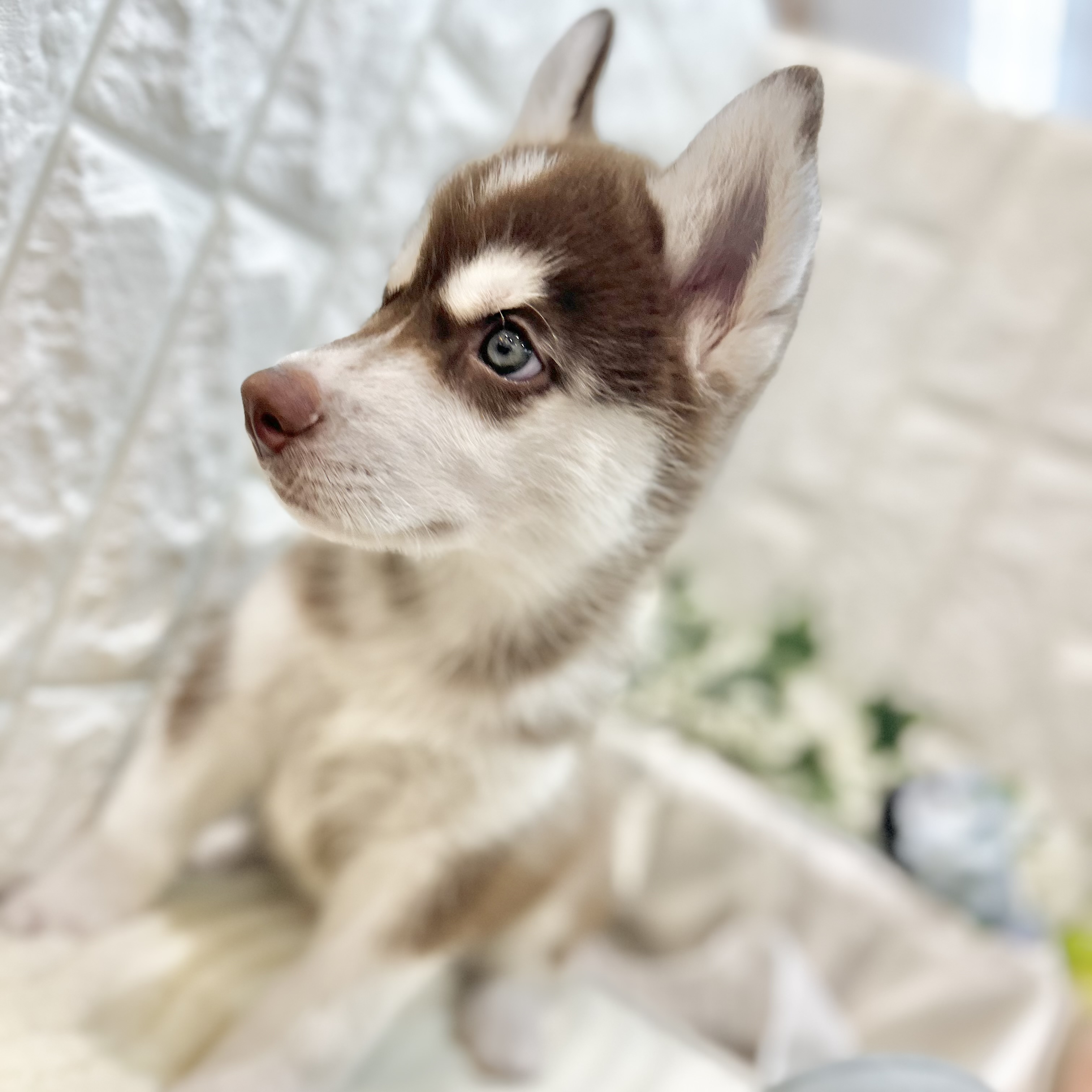岡山県のシベリアンハスキー (犬の家＆猫の里倉敷店/2025年6月9日生まれ/男の子/チョコレートホワイト)の子犬の4枚目の画像