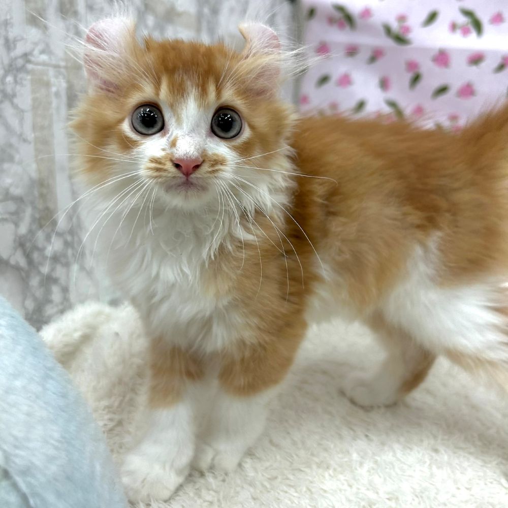 愛知県のキンカロー (犬の家＆猫の里エアポートウォーク店/2026年5月28日生まれ/男の子/レッドタビーホワイト)の子猫の4枚目の画像