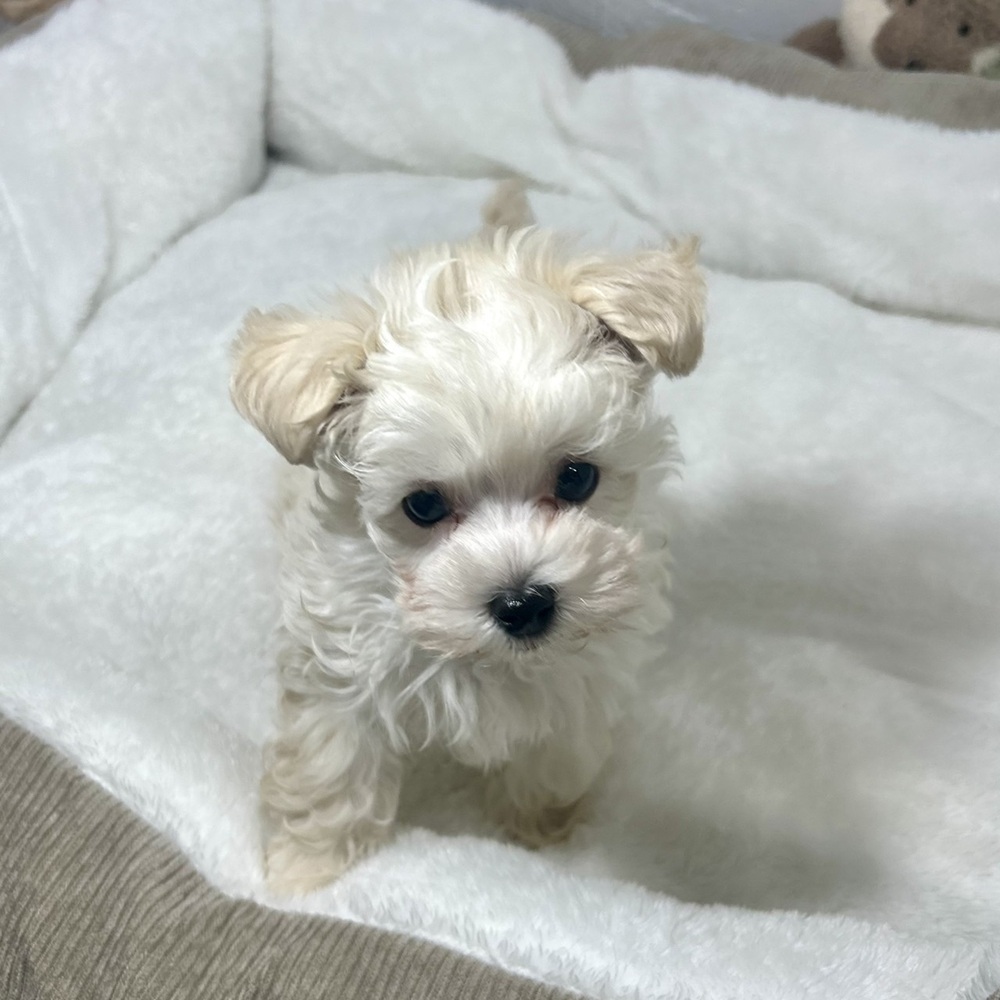 兵庫県のマルプー(マルチーズ×プードル) (犬の家＆猫の里ニッケパークタウン加古川店/2026年1月4日生まれ/男の子/クリーム)の子犬の4枚目の画像