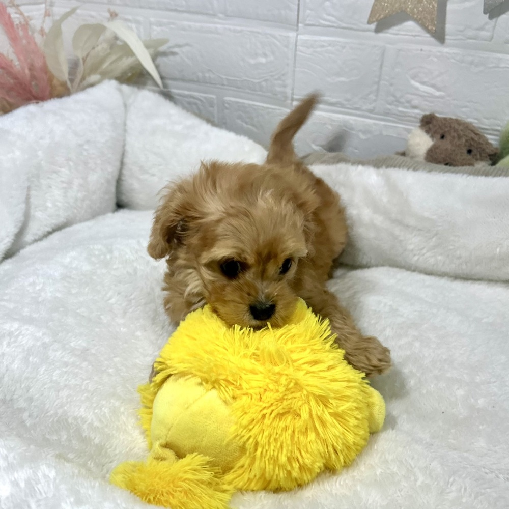 兵庫県のキャバプー(キャバリア×プードル) (犬の家＆猫の里ニッケパークタウン加古川店/2026年1月8日生まれ/男の子/レッド)の子犬の4枚目の画像