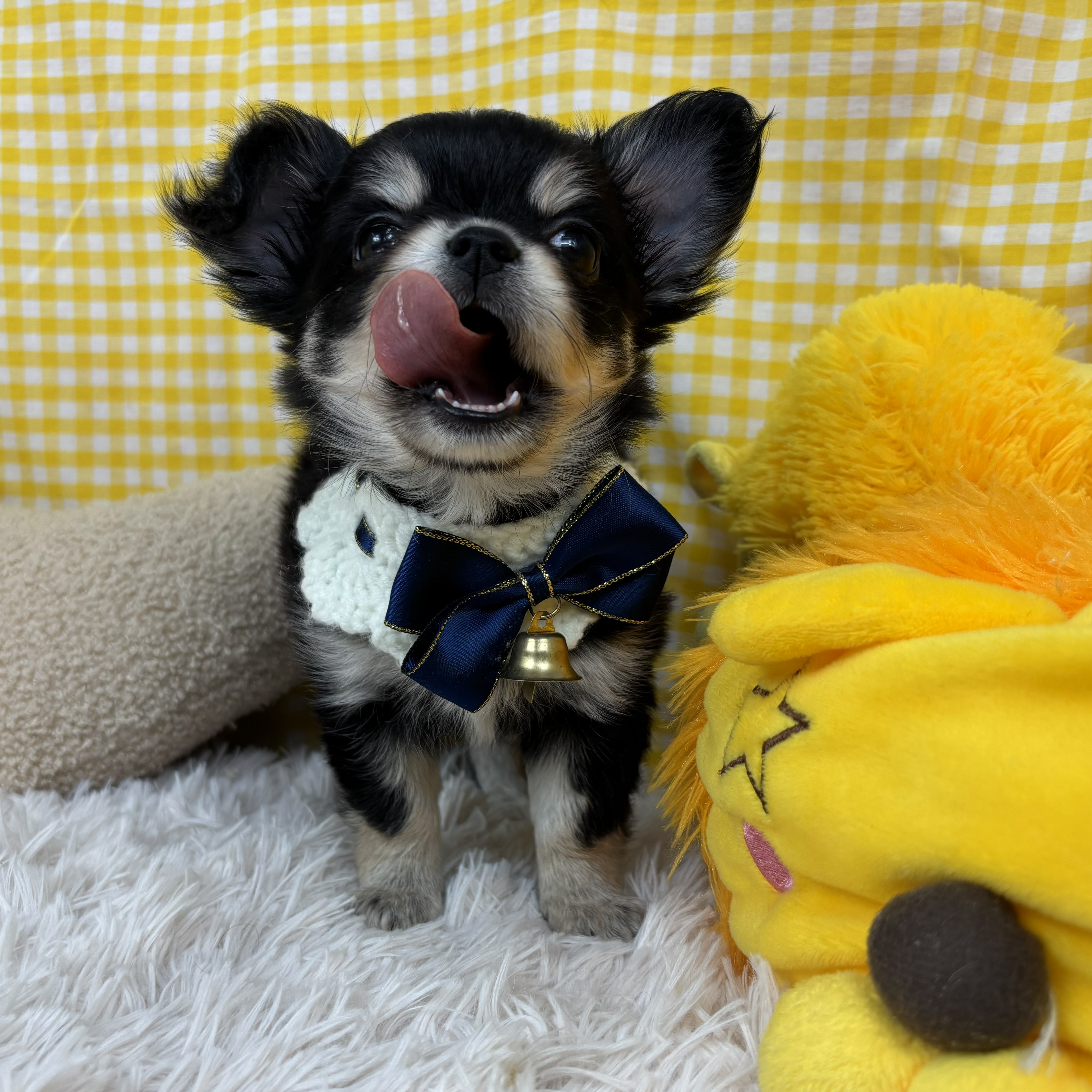 兵庫県のチワワ(ロング) (犬の家＆猫の里川西店/2025年10月22日生まれ/女の子/ブラッククリームタン)の子犬の4枚目の画像