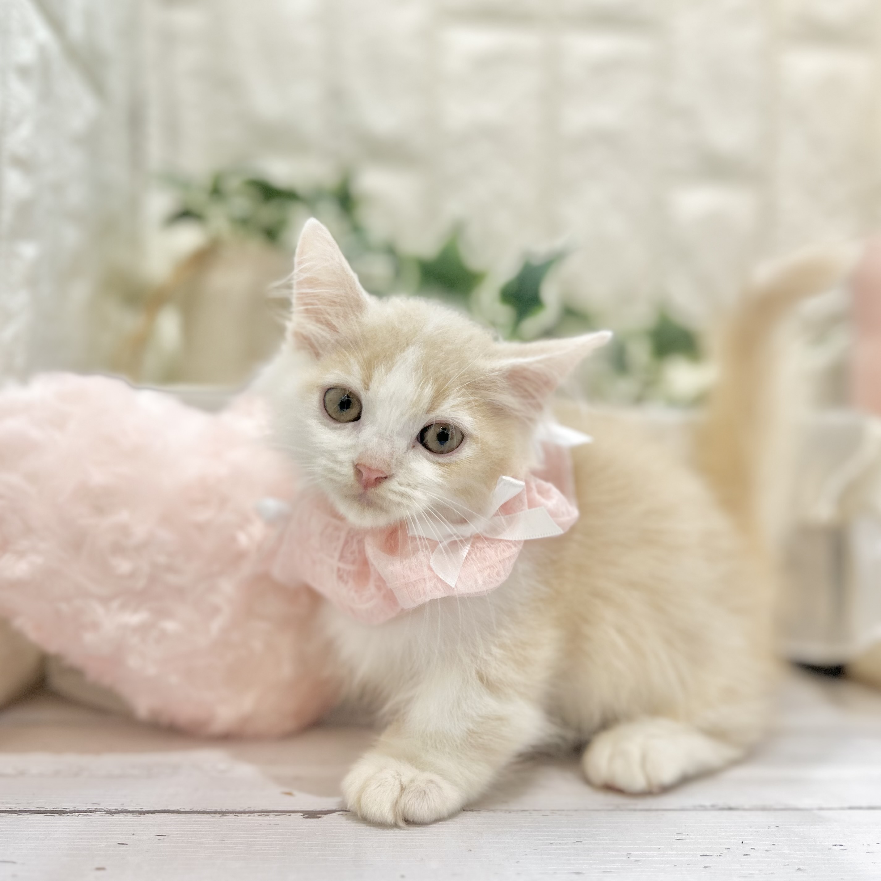 岡山県のミヌエット (犬の家＆猫の里倉敷店/2025年5月31日生まれ/男の子/クリームタビーホワイト)の子猫の4枚目の画像