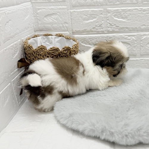 愛知県のシーズー (犬の家＆猫の里豊川インター店/2025年8月19日生まれ/男の子/ゴールドホワイト)の子犬の4枚目の画像