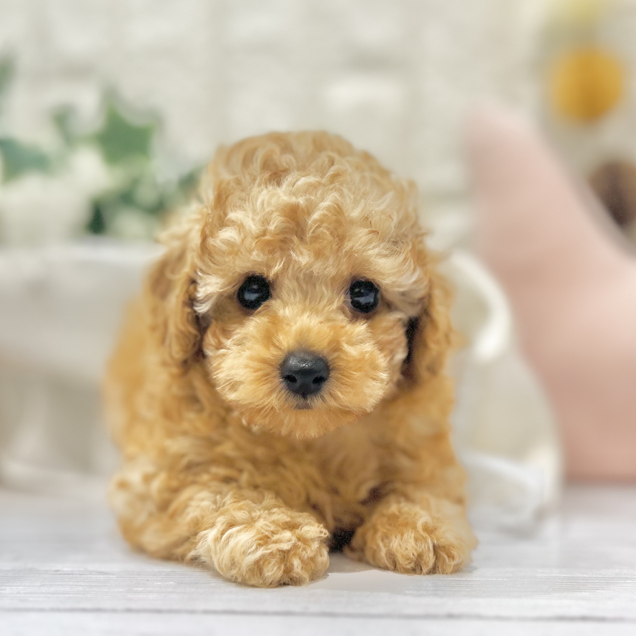 岡山県のトイプードル(トイ) (犬の家＆猫の里倉敷中庄店/2025年6月10日生まれ/男の子/レッドフォーン)の子犬の4枚目の画像