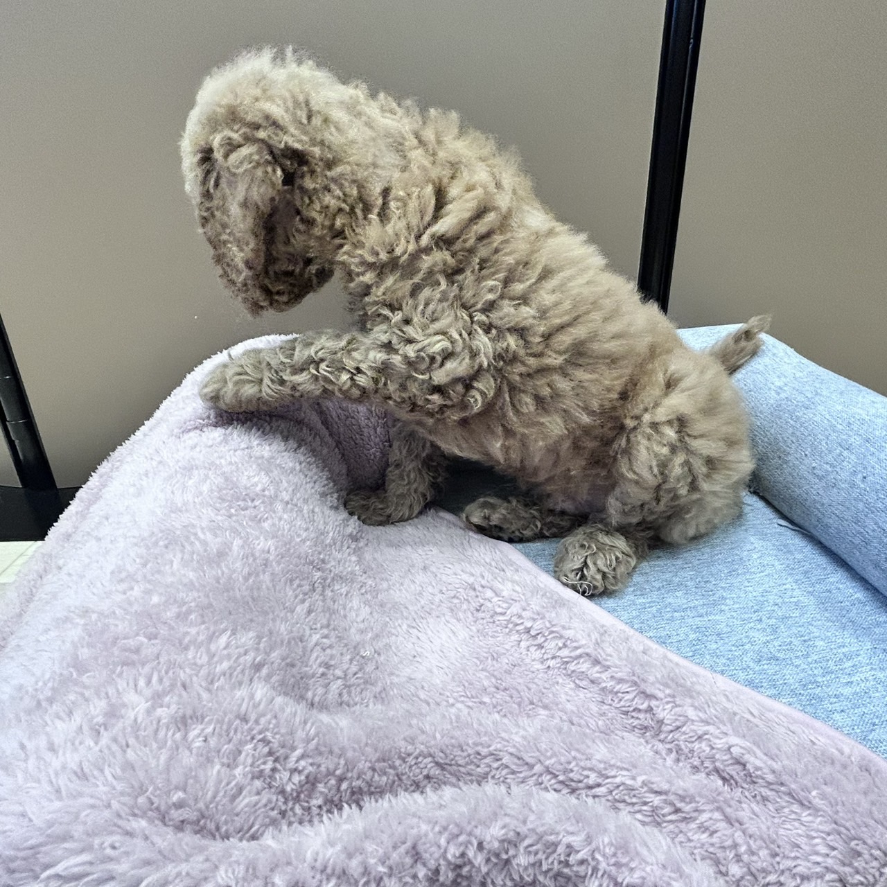 愛知県のスタンダードプードル (犬の家＆猫の里安城店/2026年1月24日生まれ/男の子/レッド)の子犬の4枚目の画像