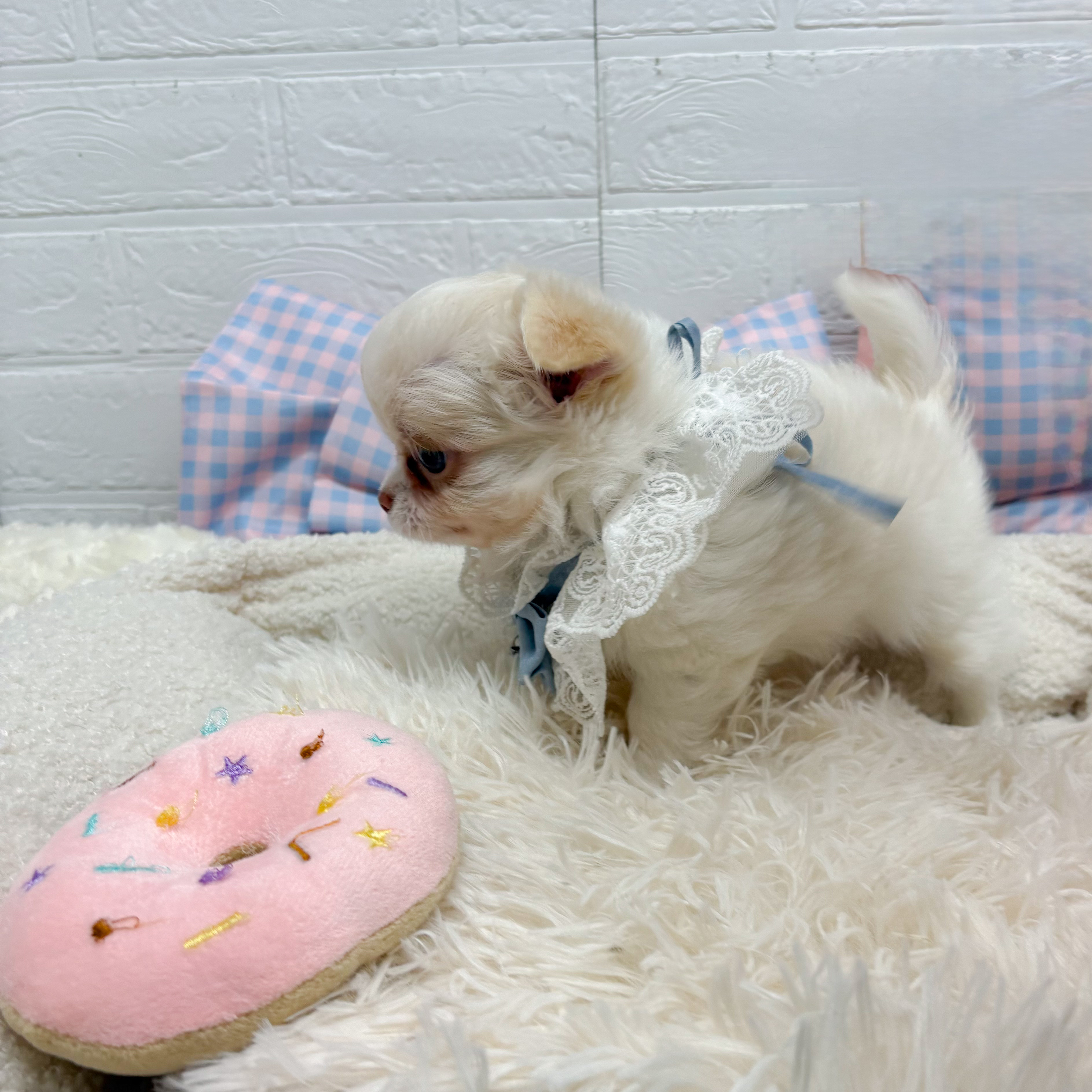 神奈川県のチワワ(ロング) (犬の家＆猫の里元住吉ブレーメン通り店/2025年7月14日生まれ/男の子/クリーム)の子犬の4枚目の画像