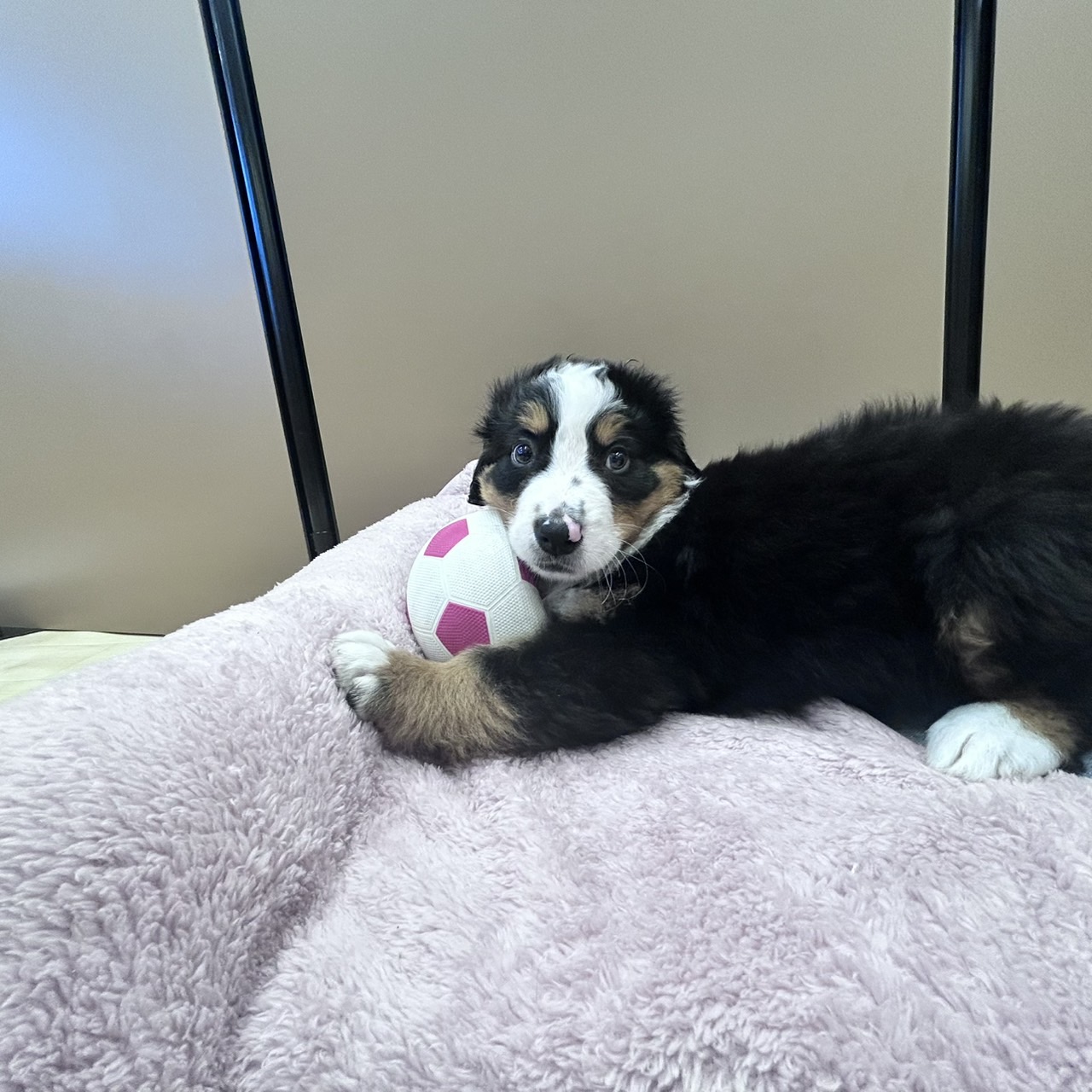 愛知県のバーニーズマウンテンドッグ (犬の家＆猫の里安城店/2026年1月24日生まれ/男の子/ブラックラストホワイト)の子犬の4枚目の画像