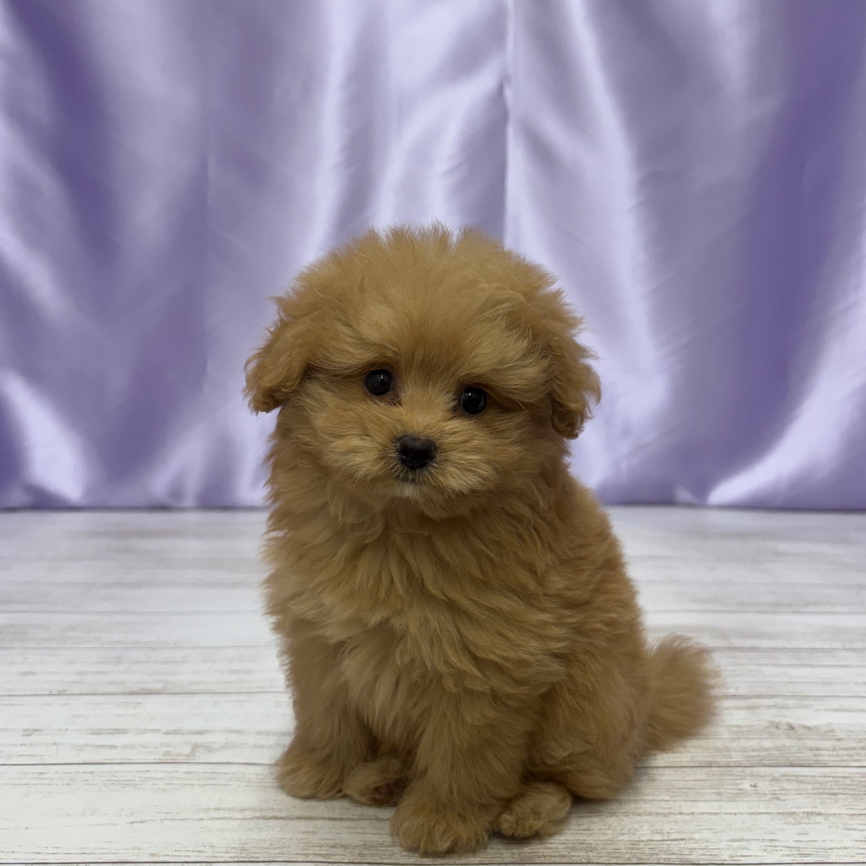 兵庫県のポメプー(ポメラニアン×プードル) (犬の家＆猫の里尼崎店/2025年8月9日生まれ/男の子/クリーム)の子犬の4枚目の画像