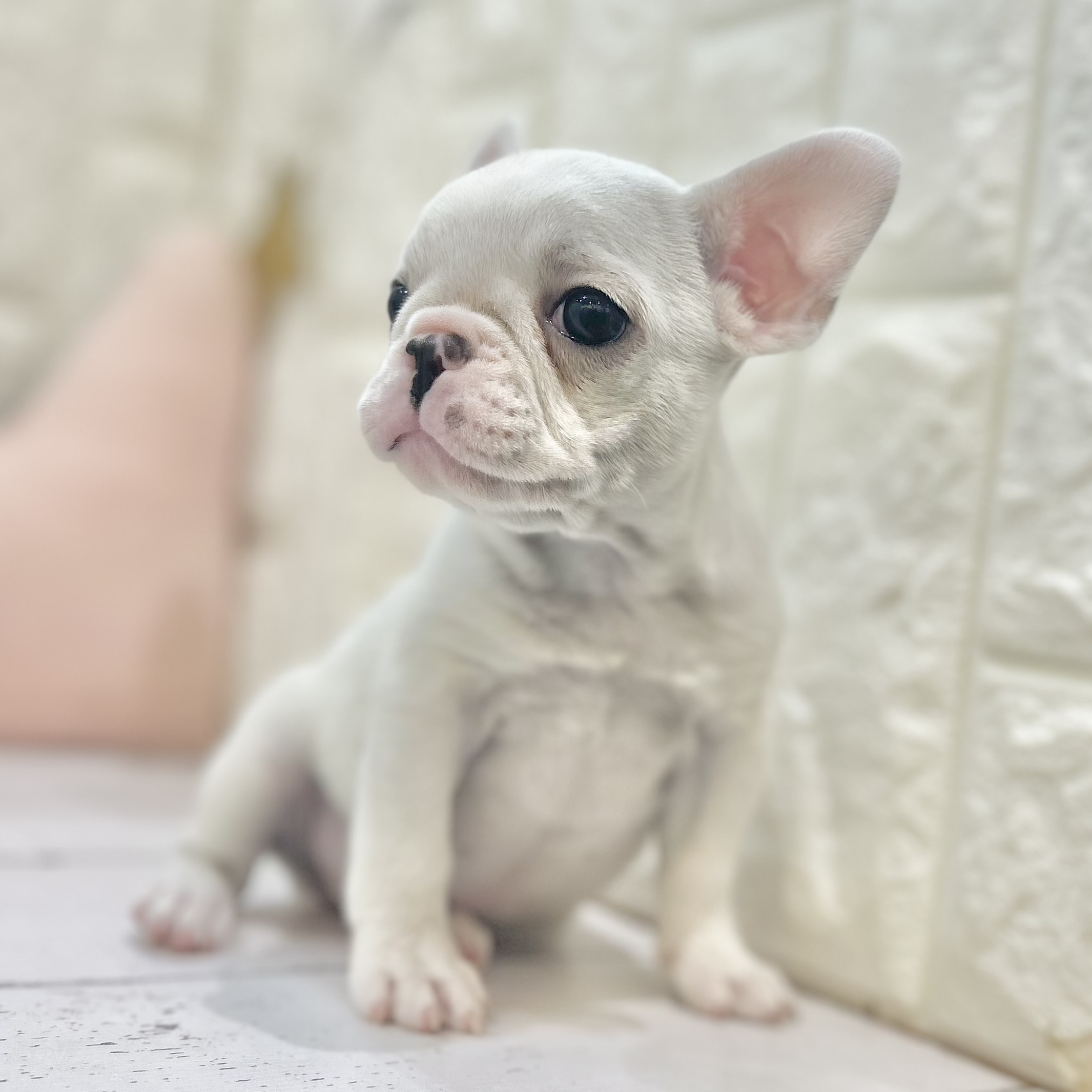 岡山県のフレンチブルドッグ (犬の家＆猫の里倉敷店/2025年6月14日生まれ/女の子/クリーム)の子犬の4枚目の画像