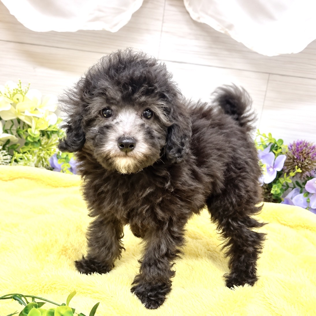 愛知県のトイプードル(トイ) (犬の家＆猫の里碧南店/2026年8月17日生まれ/男の子/シルバー)の子犬の1枚目の画像