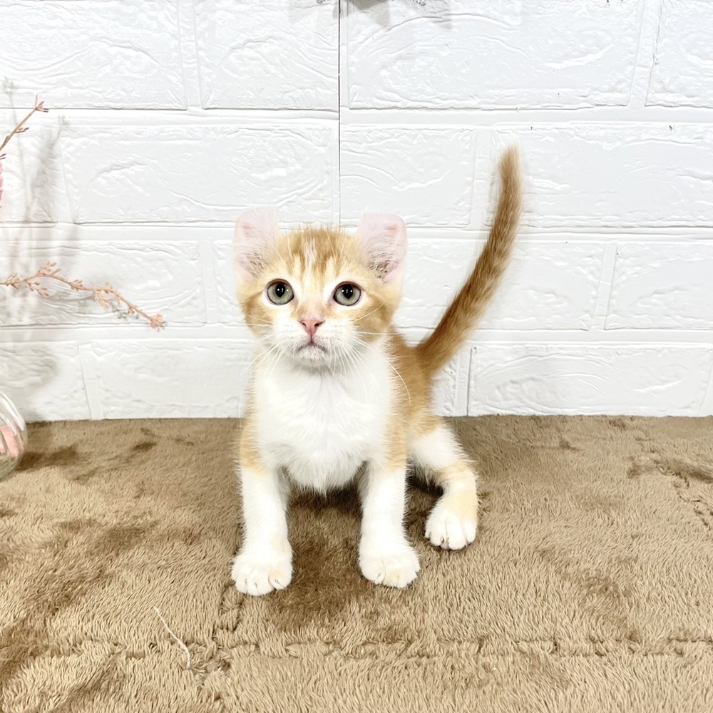 兵庫県のアメリカンカール (犬の家＆猫の里ニッケパークタウン加古川店/2025年5月10日生まれ/男の子/レッドタビーホワイト)の子猫の4枚目の画像