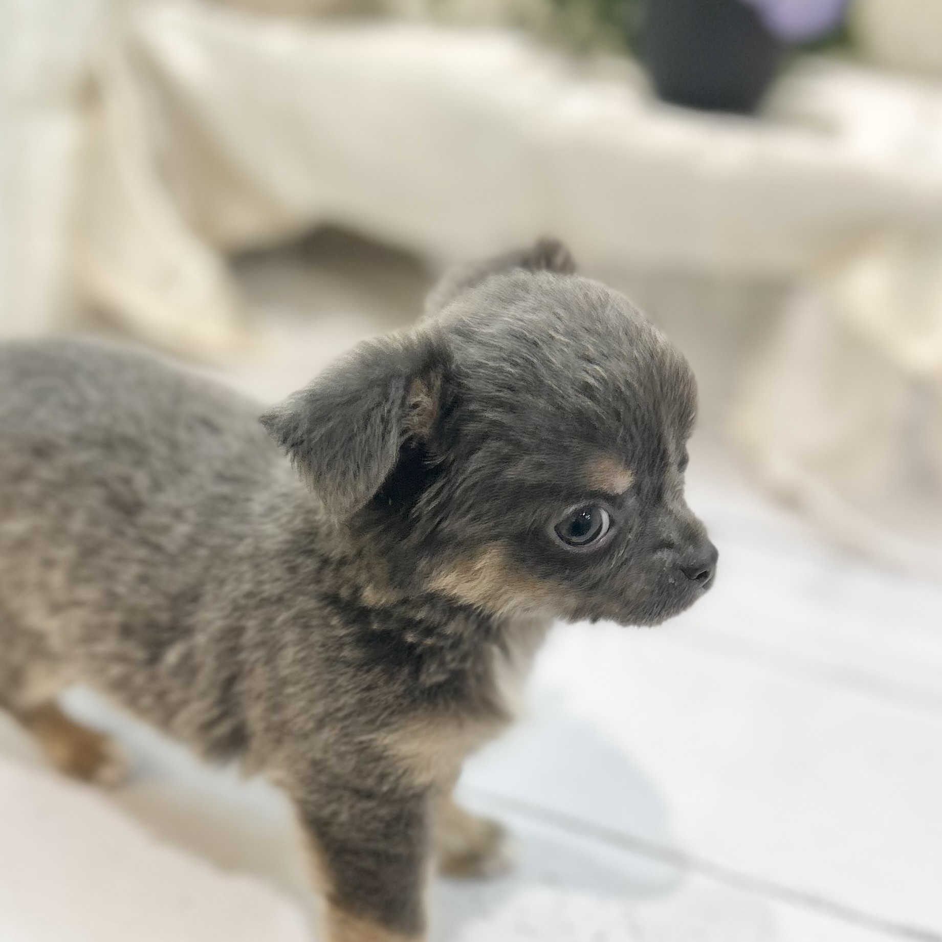 岡山県のチワワ(ロング) (犬の家＆猫の里倉敷店/2025年6月15日生まれ/女の子/ブルータン)の子犬の4枚目の画像