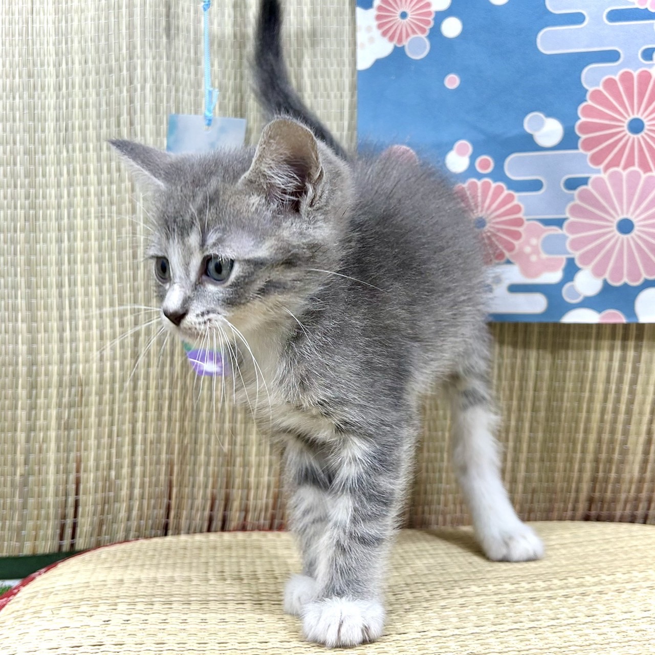 神奈川県のミヌエット (犬の家＆猫の里小田原店/2026年4月17日生まれ/男の子/ブルータビーホワイト)の子猫の4枚目の画像