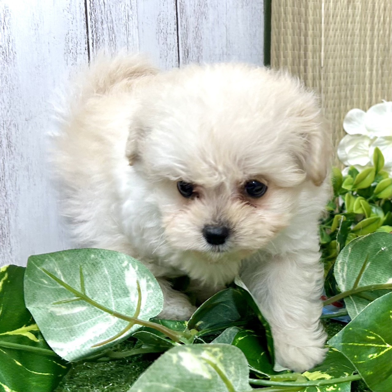 神奈川県のポメプー(ポメラニアン×プードル) (犬の家＆猫の里小田原店/2026年4月20日生まれ/男の子/クリーム)の子犬の4枚目の画像