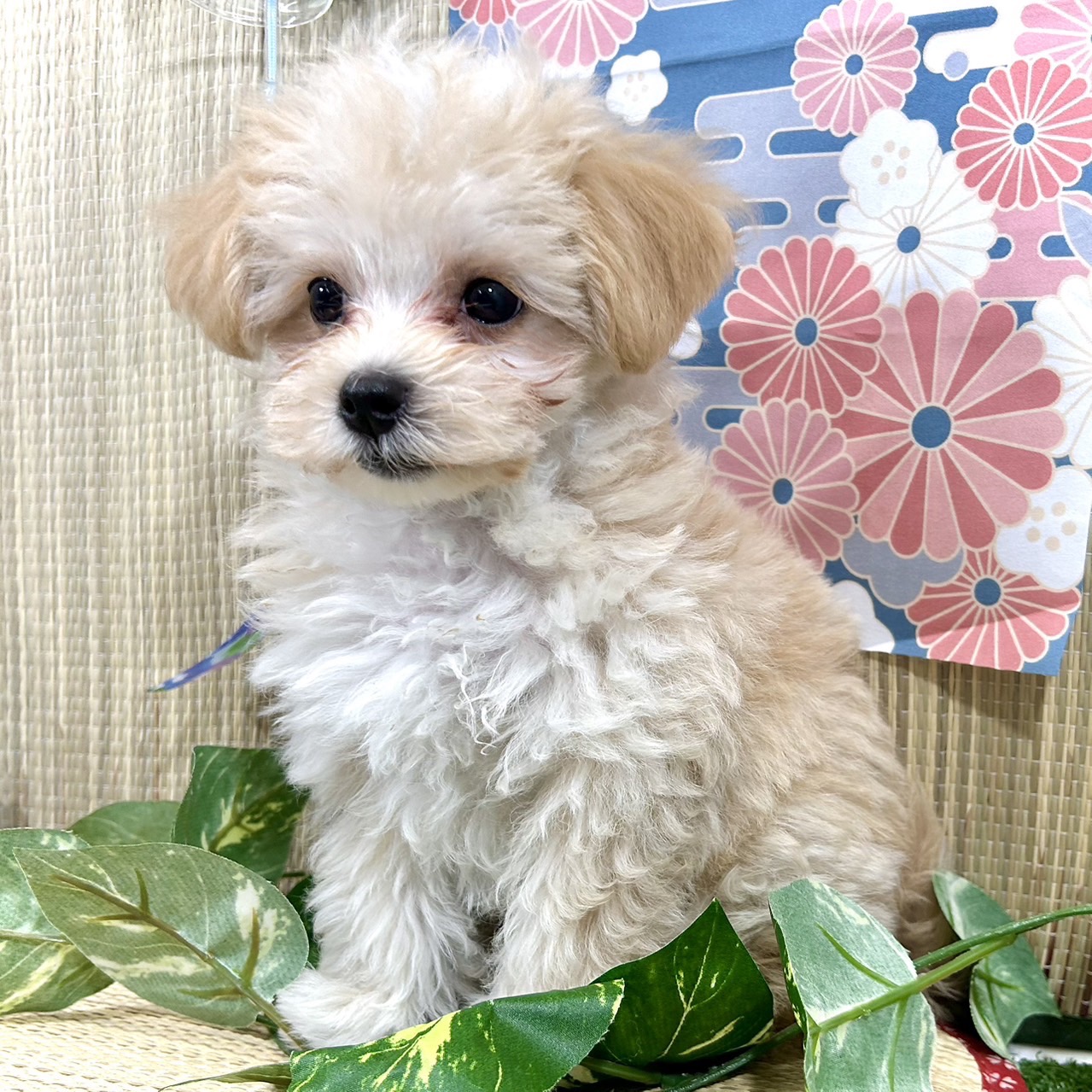 神奈川県のマルプー(マルチーズ×プードル) (犬の家＆猫の里小田原店/2026年4月13日生まれ/男の子/クリームホワイト)の子犬の4枚目の画像