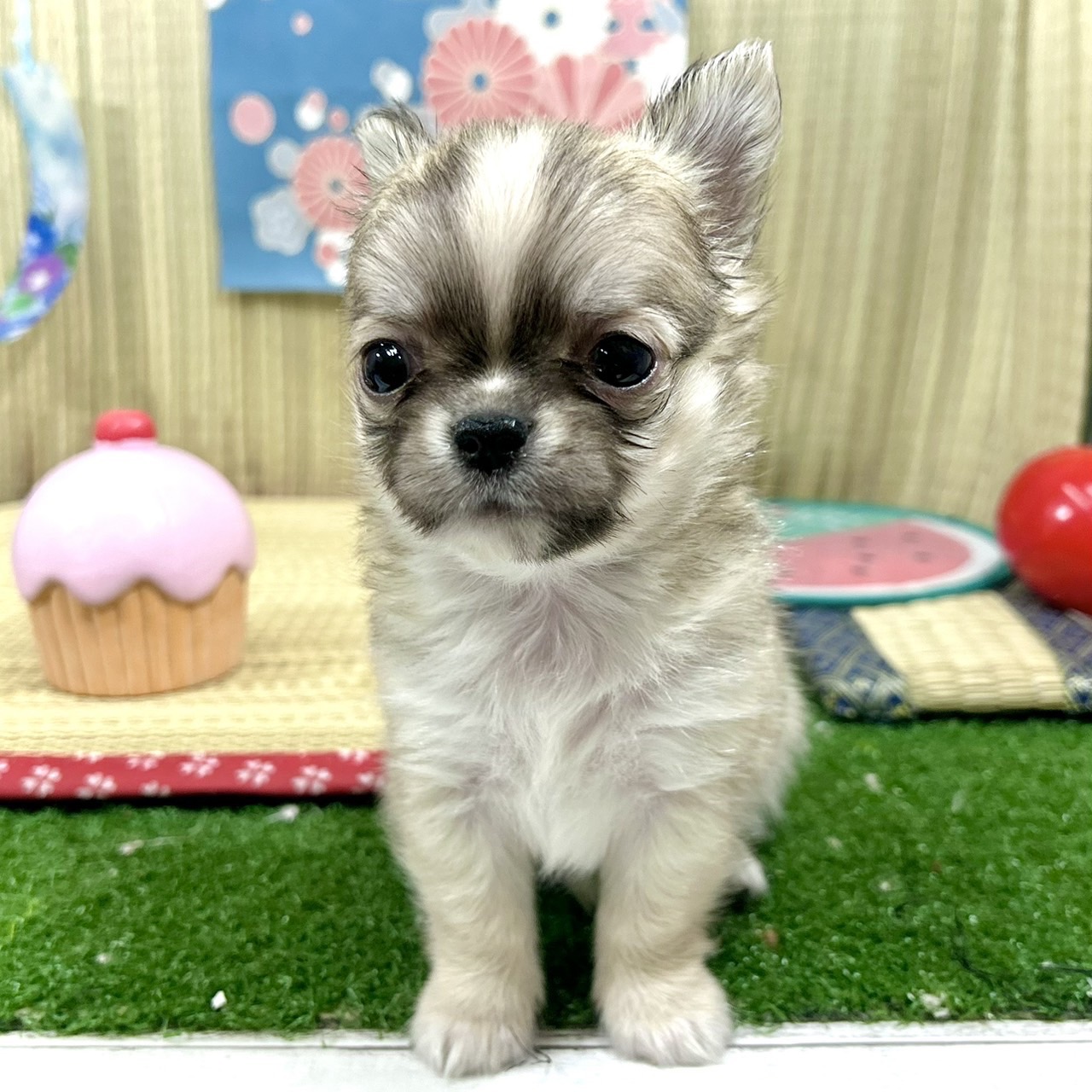 神奈川県のチワワ(ロング) (犬の家＆猫の里小田原店/2026年4月20日生まれ/男の子/フォーンホワイト)の子犬の4枚目の画像