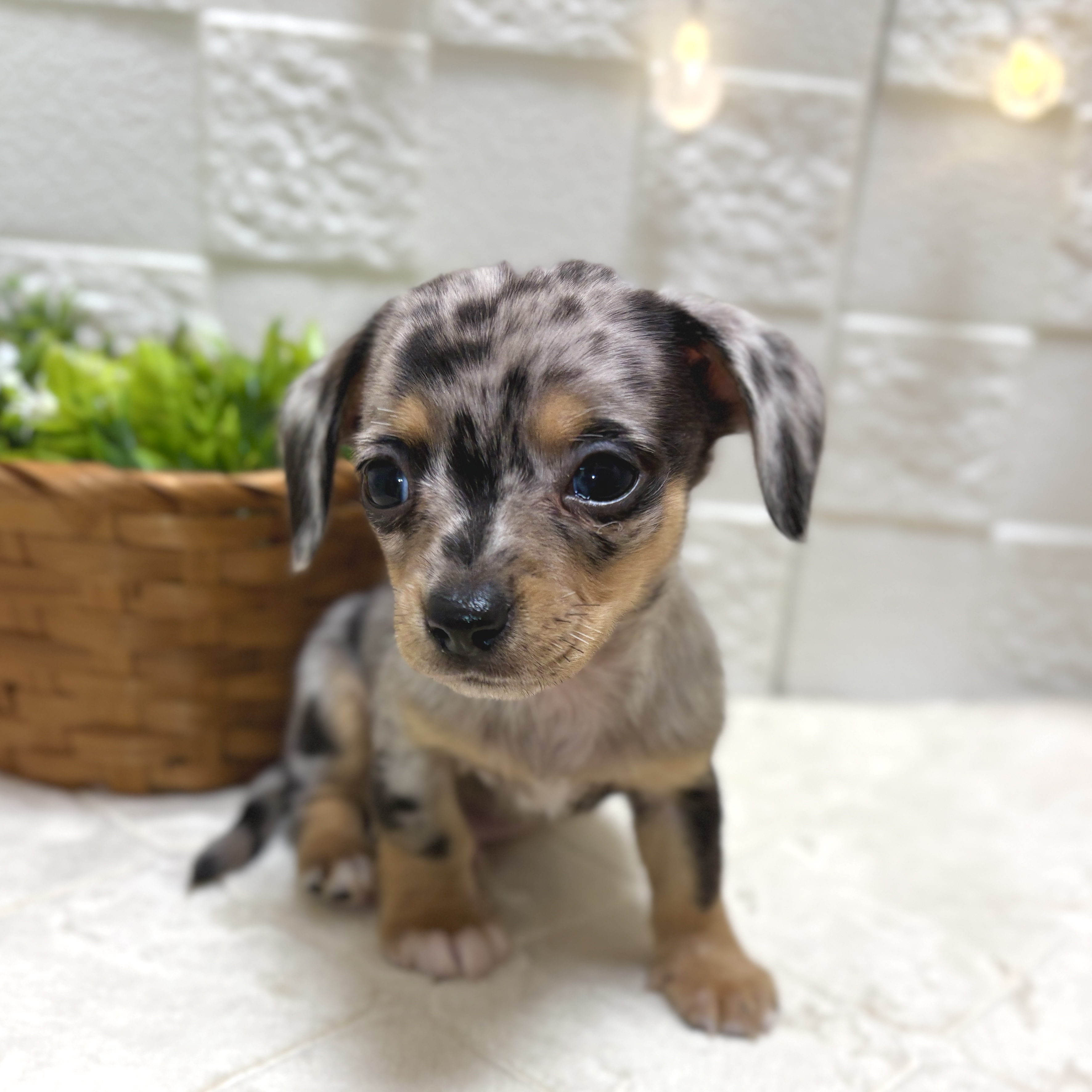 東京都のチワックス(チワワ×ダックス) (犬の家＆猫の里ペットフォレスト小平店/2026年2月3日生まれ/男の子/ブルーマール)の子犬の4枚目の画像