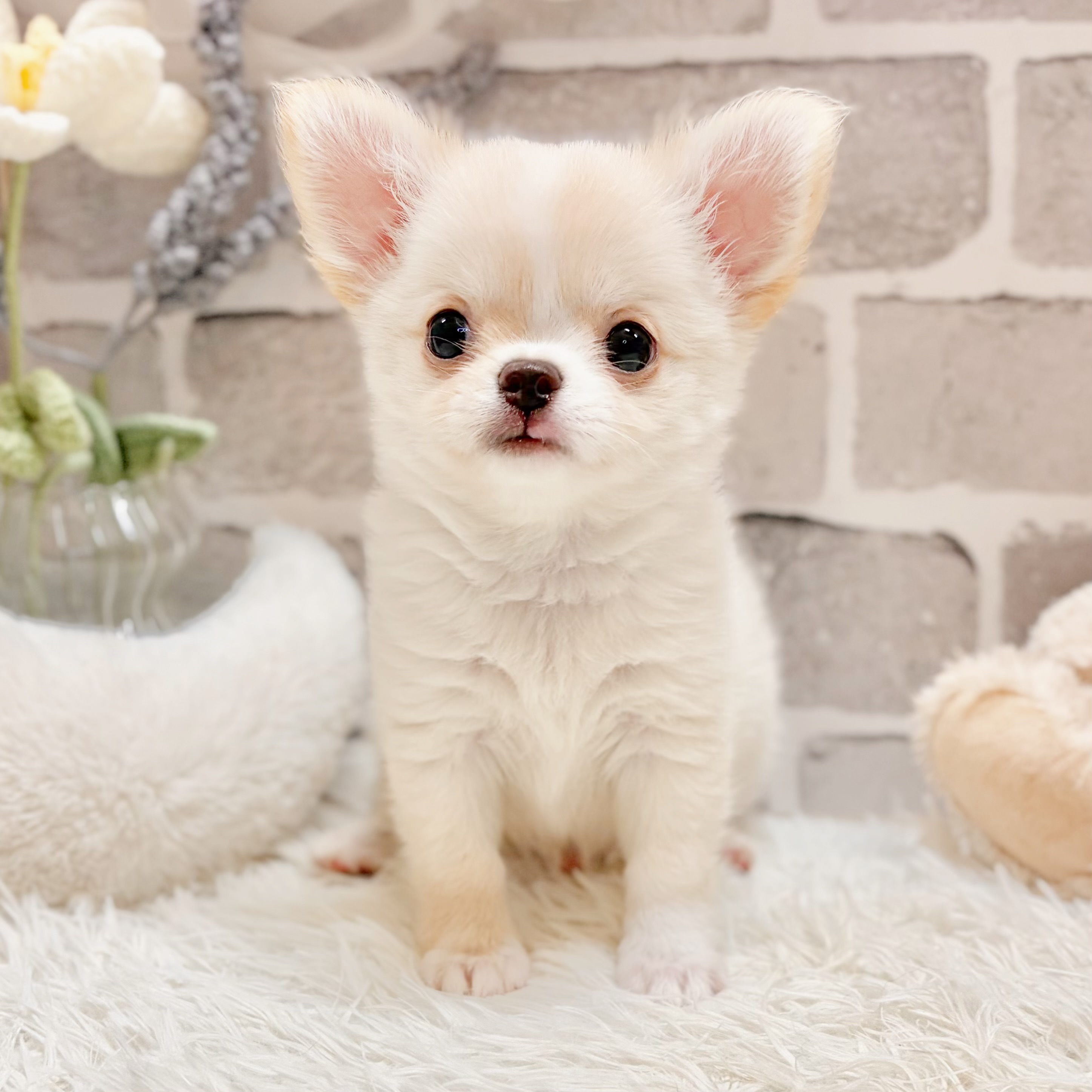 兵庫県のチワワ(ロング) (犬の家＆猫の里神戸店/2026年4月19日生まれ/男の子/クリームホワイト)の子犬の4枚目の画像