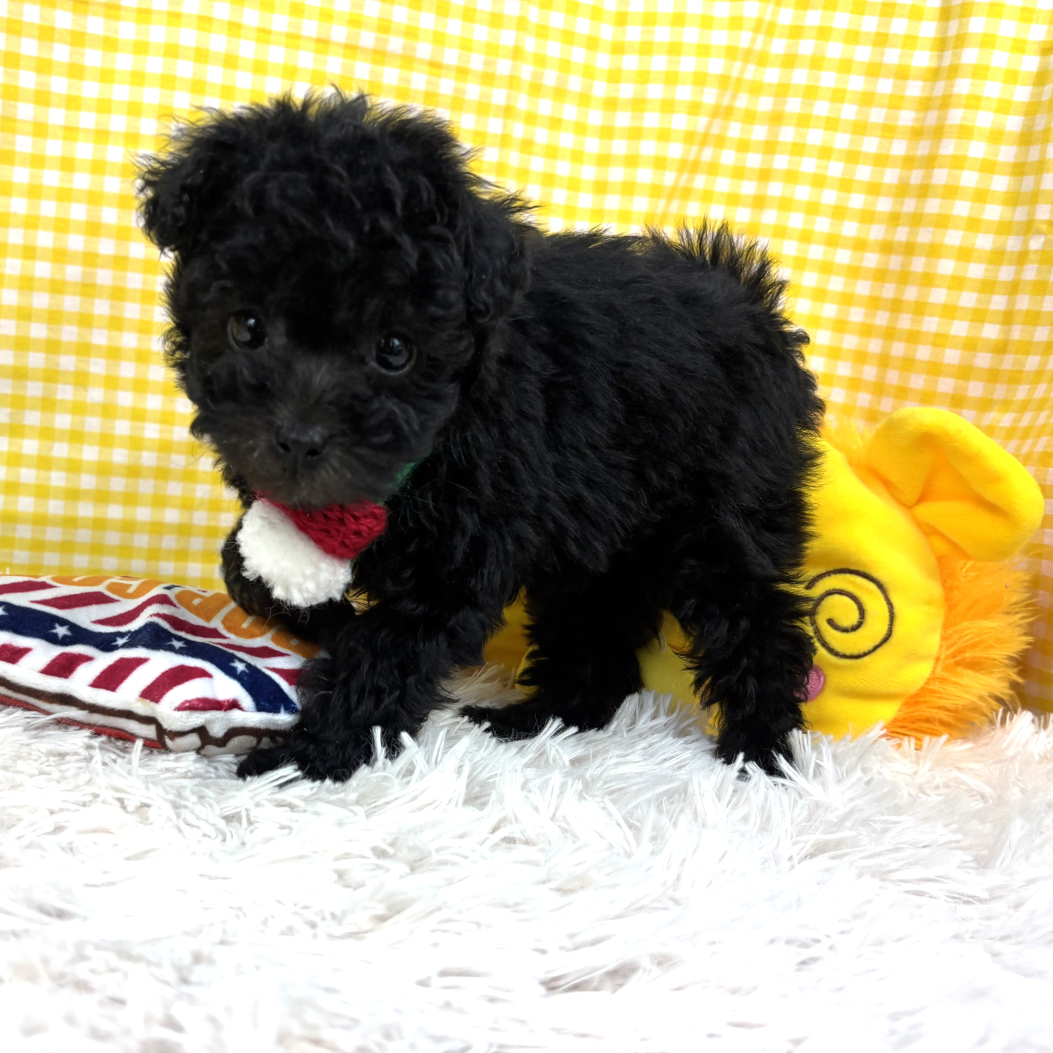 兵庫県のトイプードル(タイニー) (犬の家＆猫の里川西店/2025年10月30日生まれ/女の子/ブラック)の子犬の4枚目の画像