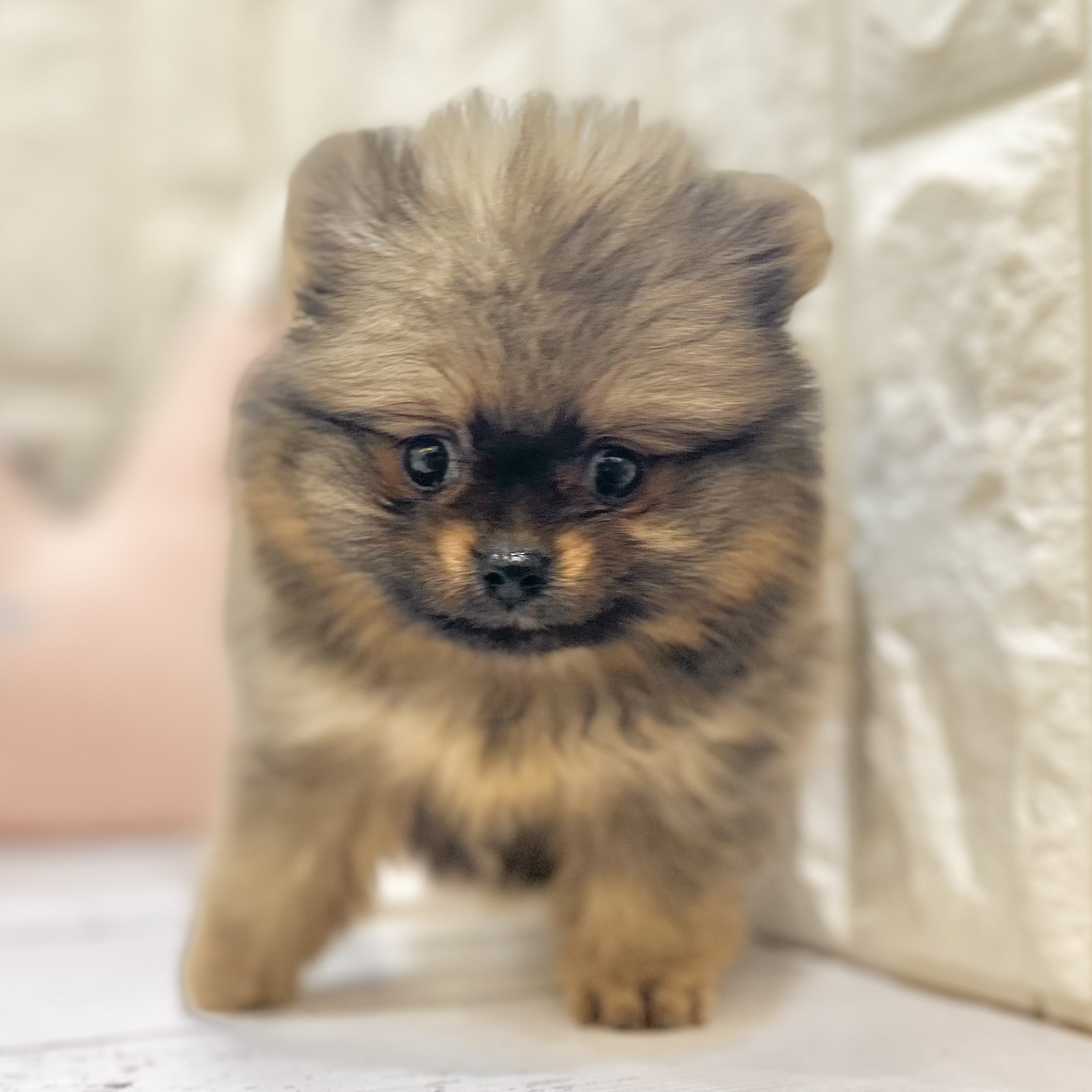 岡山県のポメラニアン (犬の家＆猫の里倉敷店/2025年6月21日生まれ/女の子/オレンジ)の子犬の4枚目の画像