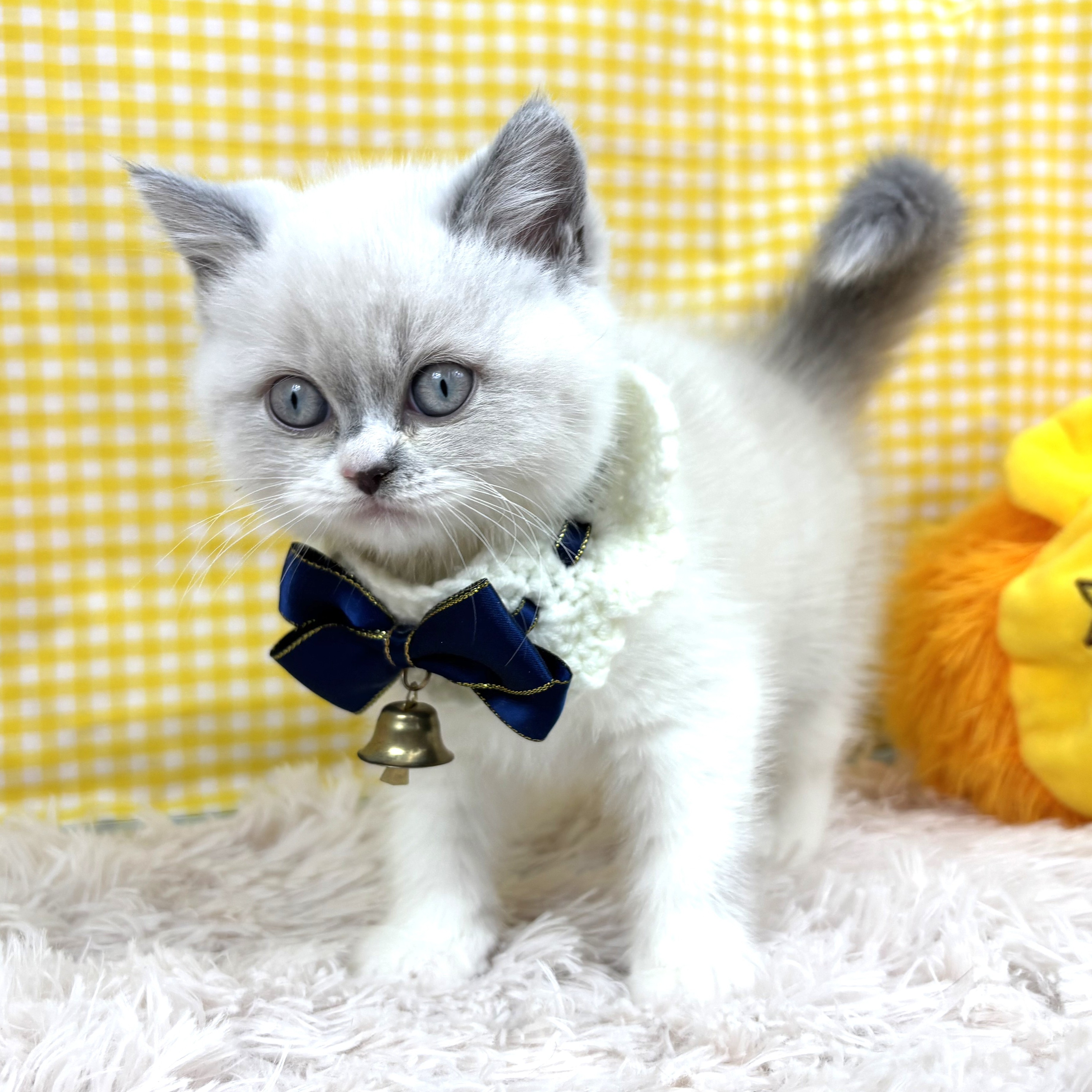 兵庫県のブリティッシュショートヘアー (犬の家＆猫の里川西店/2025年10月29日生まれ/女の子/ブルーポイントホワイト)の子猫の4枚目の画像