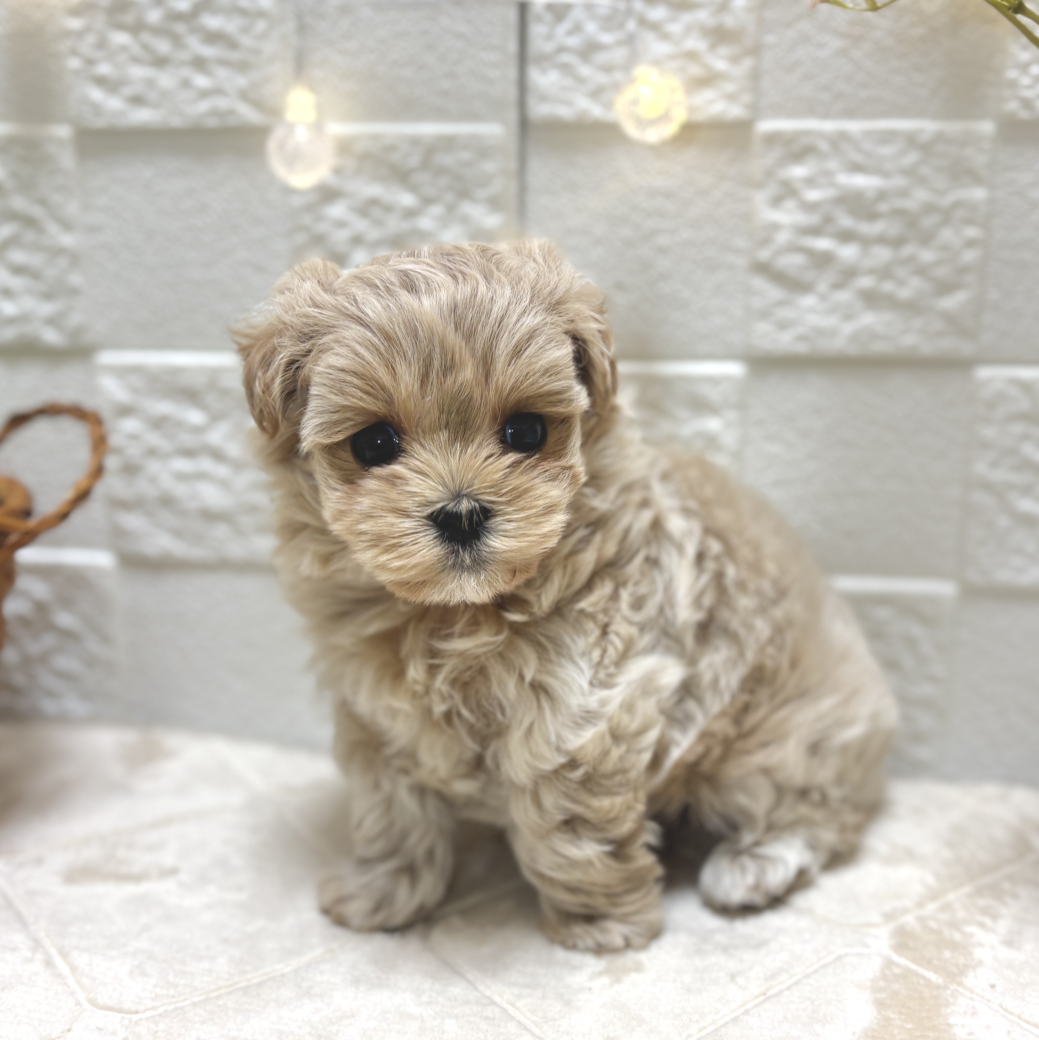 東京都のマルプー(マルチーズ×プードル) (犬の家＆猫の里ペットフォレスト小平店/2026年2月2日生まれ/男の子/アプリコット)の子犬の4枚目の画像