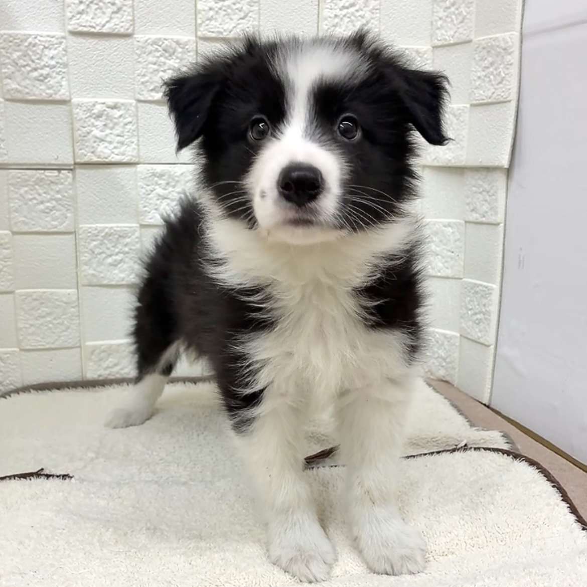 愛知県のボーダーコリー (犬の家＆猫の里碧南店/2025年11月11日生まれ/男の子/ブラックホワイト)の子犬の4枚目の画像