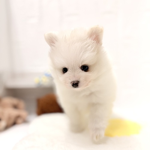 愛知県のポメラニアン (犬の家＆猫の里豊川インター店/2026年4月26日生まれ/女の子/クリーム)の子犬の4枚目の画像