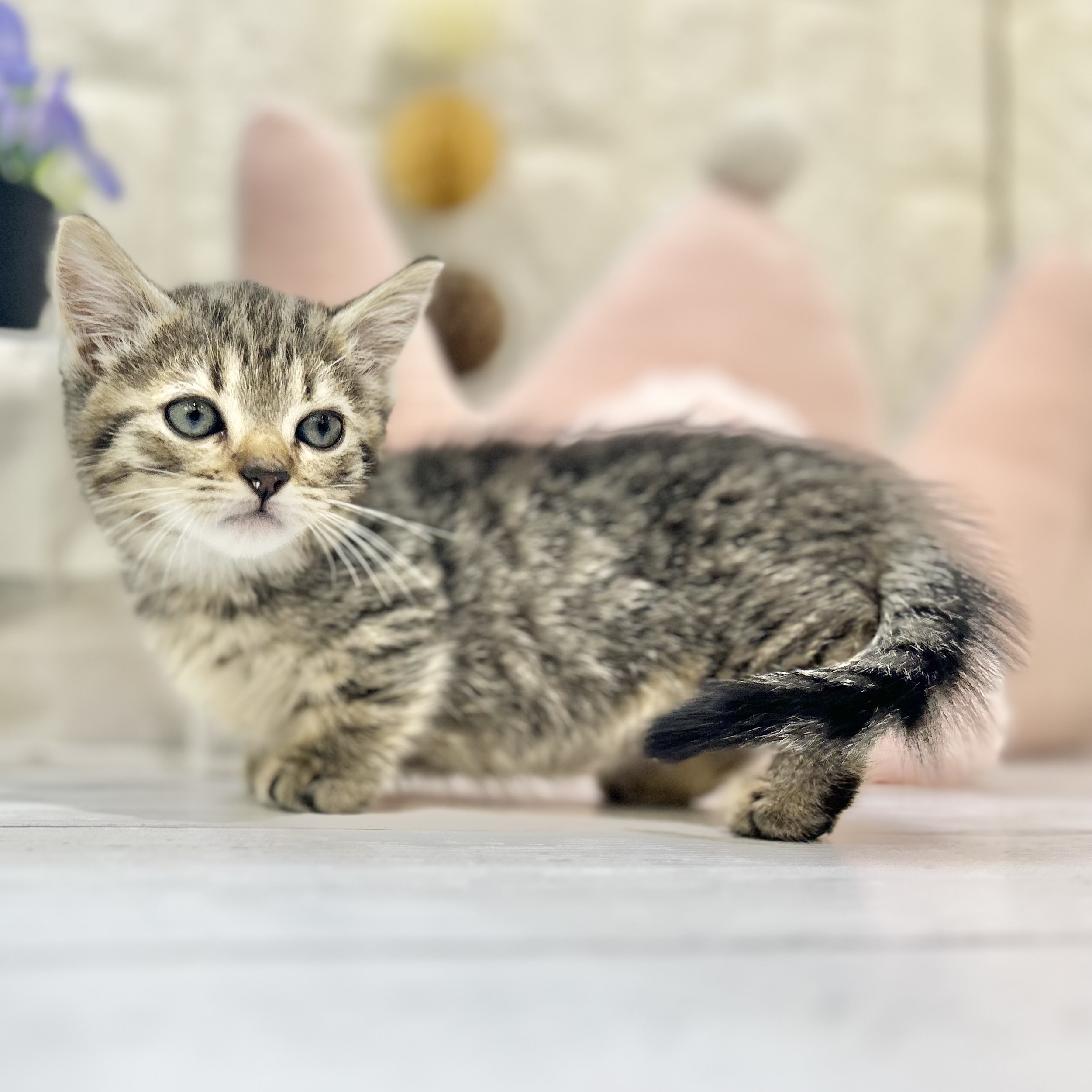 岡山県のマンチカン (犬の家＆猫の里倉敷店/2025年6月21日生まれ/女の子/ブラウンマッカレルタビー)の子猫の1枚目の画像