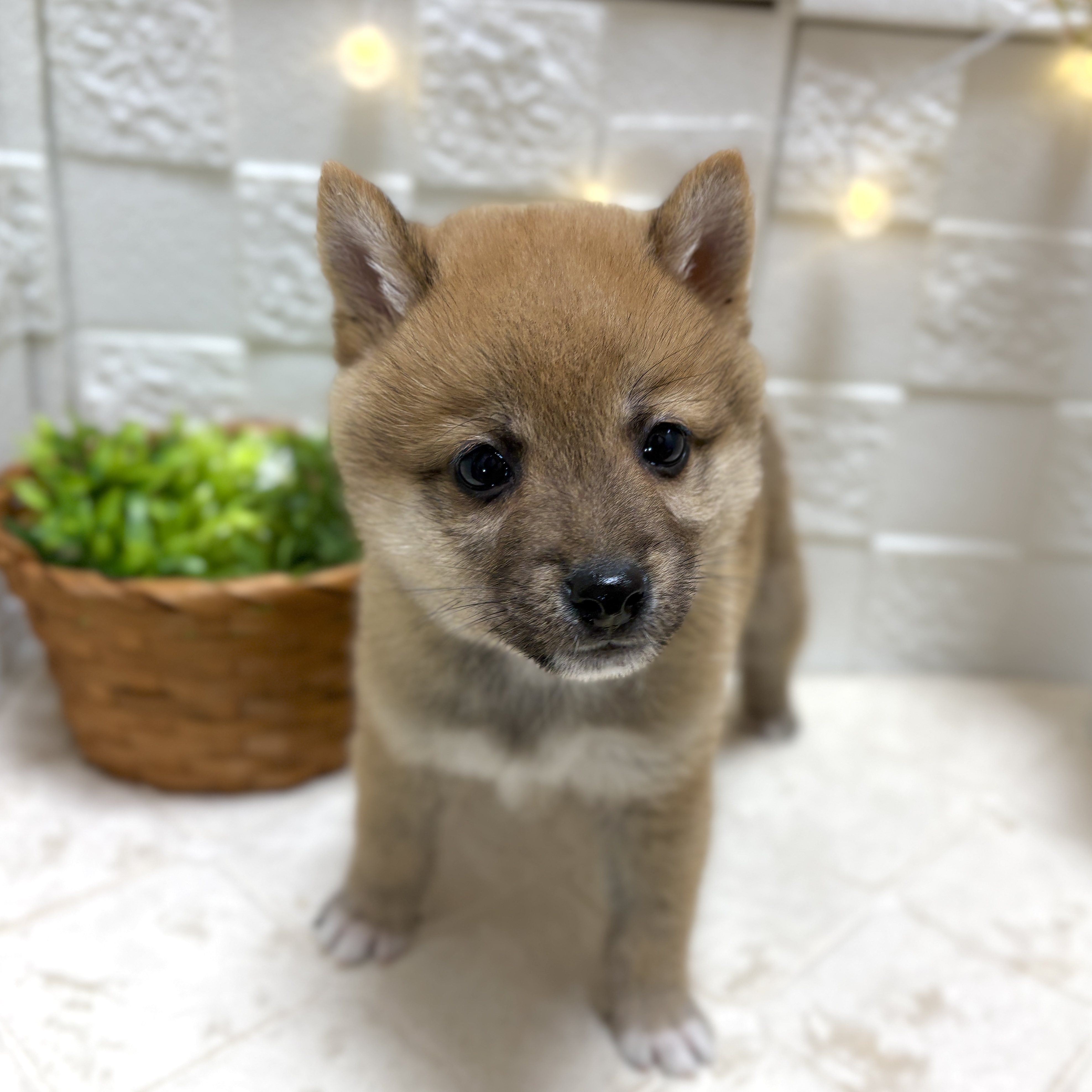 東京都の豆柴 (犬の家＆猫の里ペットフォレスト小平店/2026年2月3日生まれ/男の子/赤)の子犬の4枚目の画像
