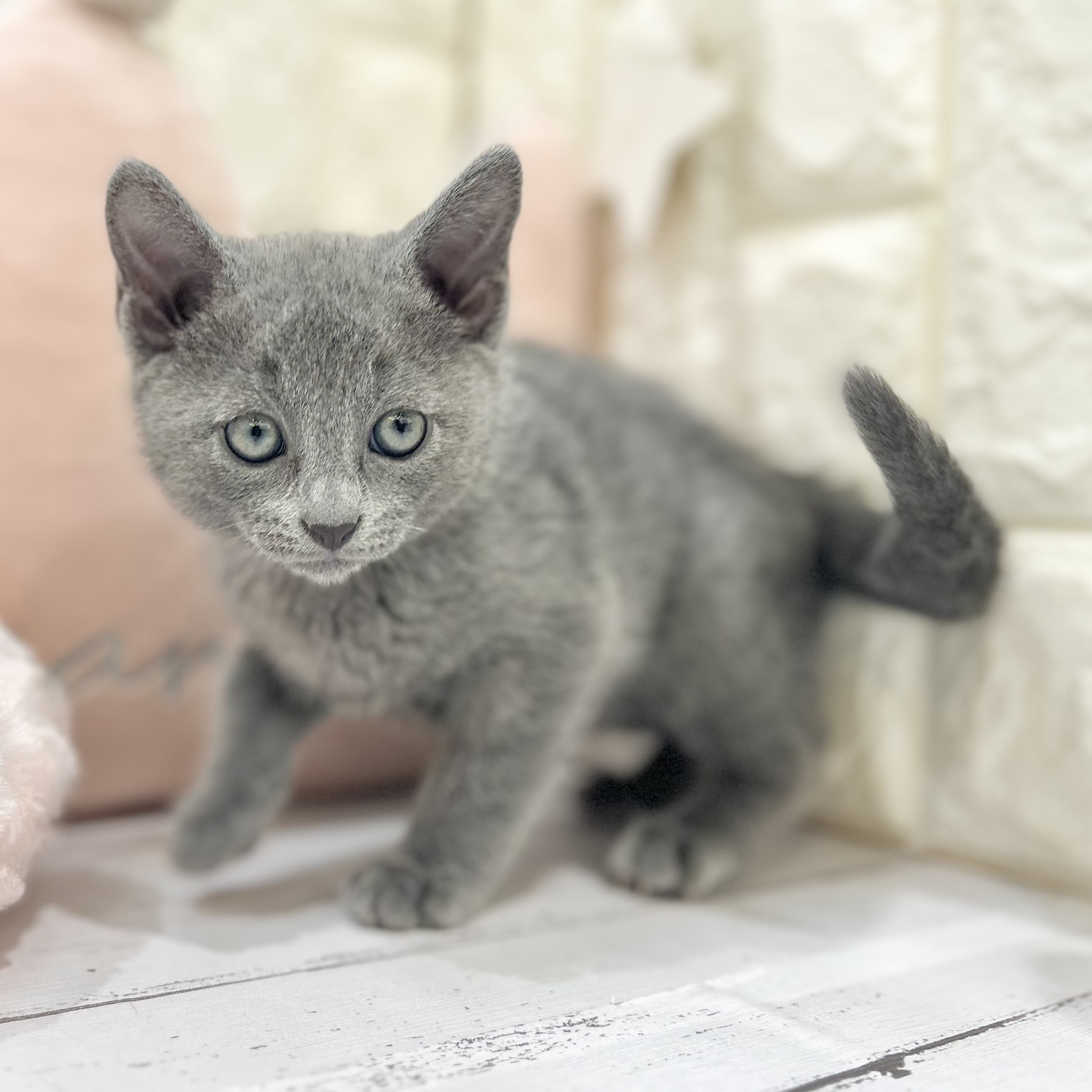 岡山県のロシアンブルー (犬の家＆猫の里倉敷店/2025年6月14日生まれ/男の子/ブルー)の子猫の4枚目の画像
