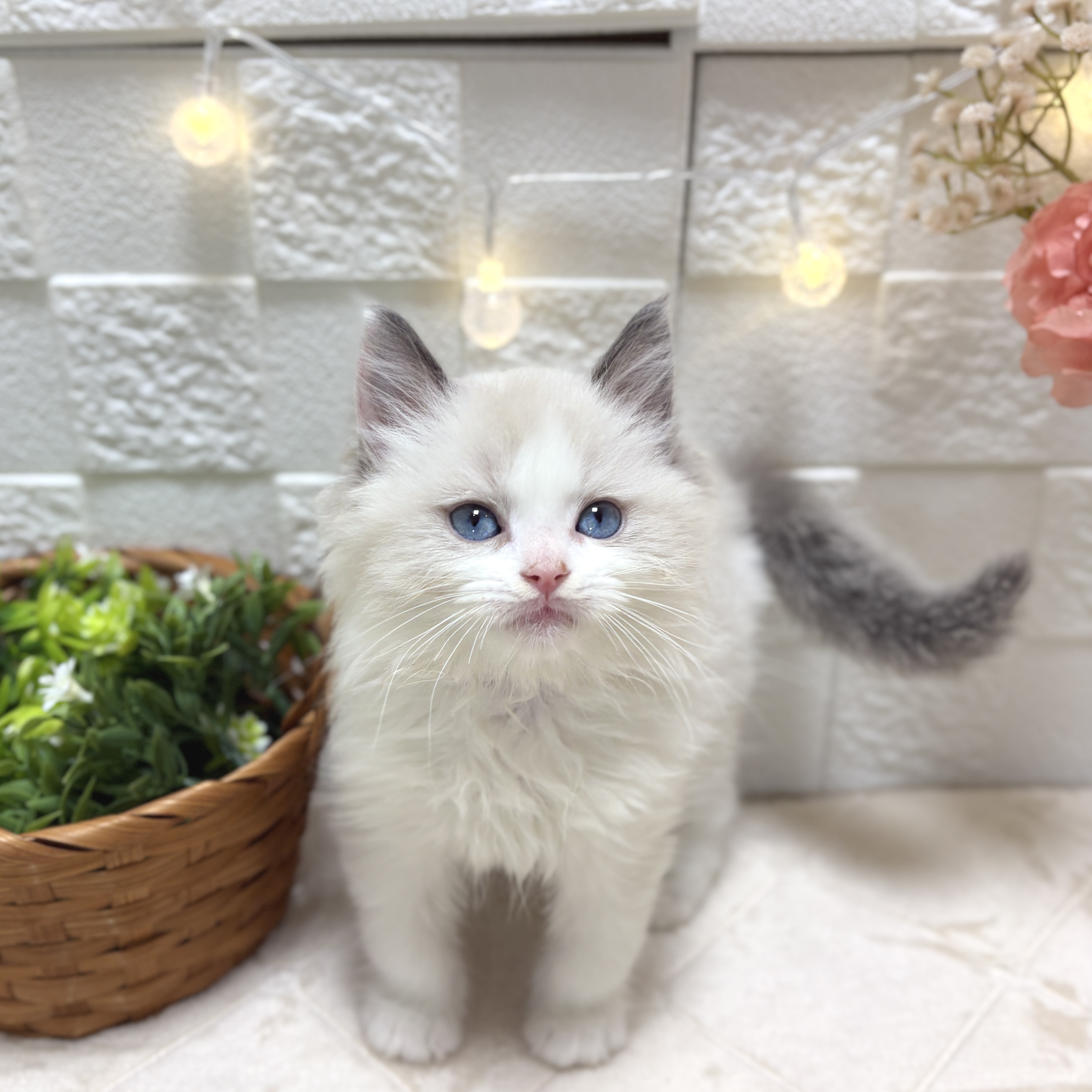 東京都のラグドール (犬の家＆猫の里ペットフォレスト小平店/2026年2月3日生まれ/男の子/ブルーポイントバイカラー)の子猫の1枚目の画像