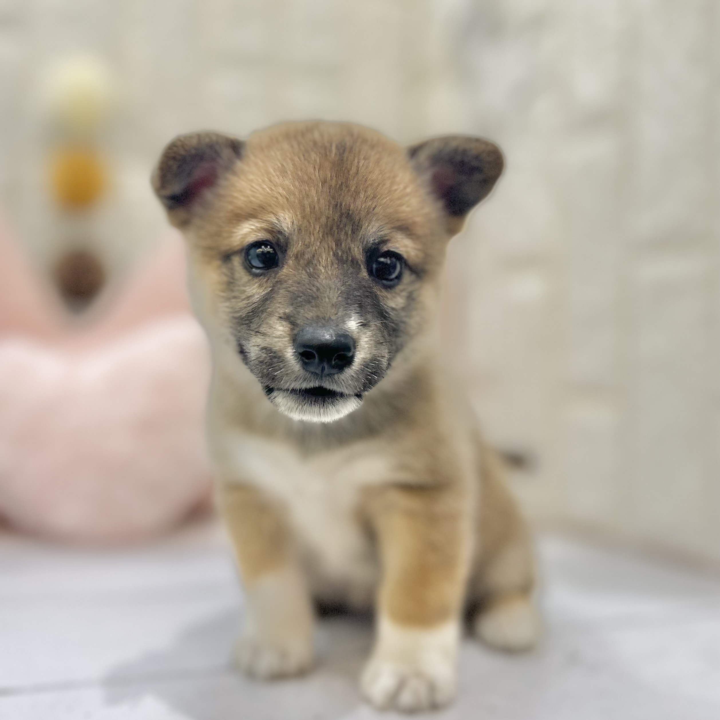 岡山県のハーフ犬・ミックス犬 (犬の家＆猫の里倉敷店/2025年6月20日生まれ/女の子/レッド)の子犬の4枚目の画像