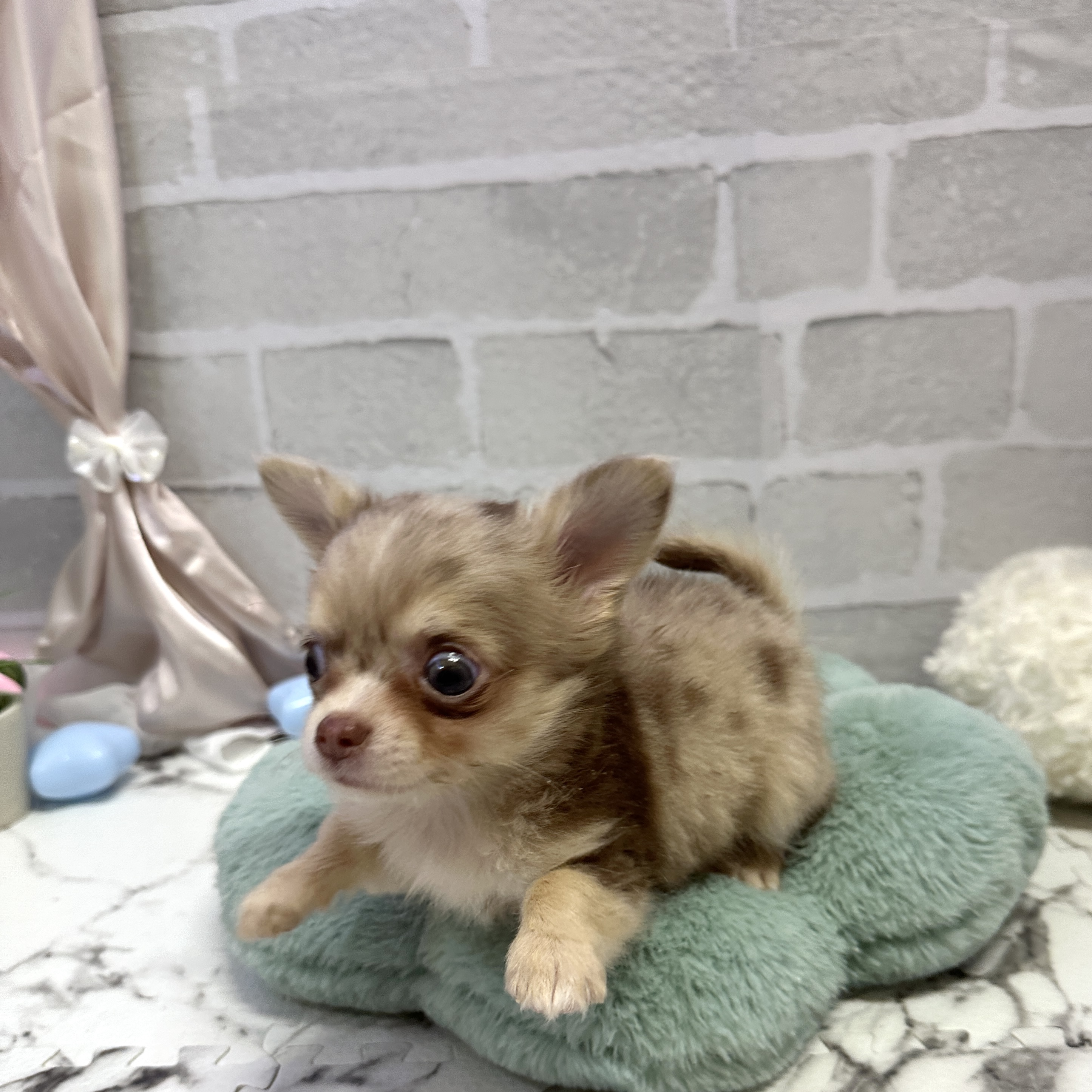 愛知県のチワワ(ロング) (犬の家＆猫の里岡崎店/2025年9月7日生まれ/女の子/チョコレートマール&ホワイト)の子犬の4枚目の画像