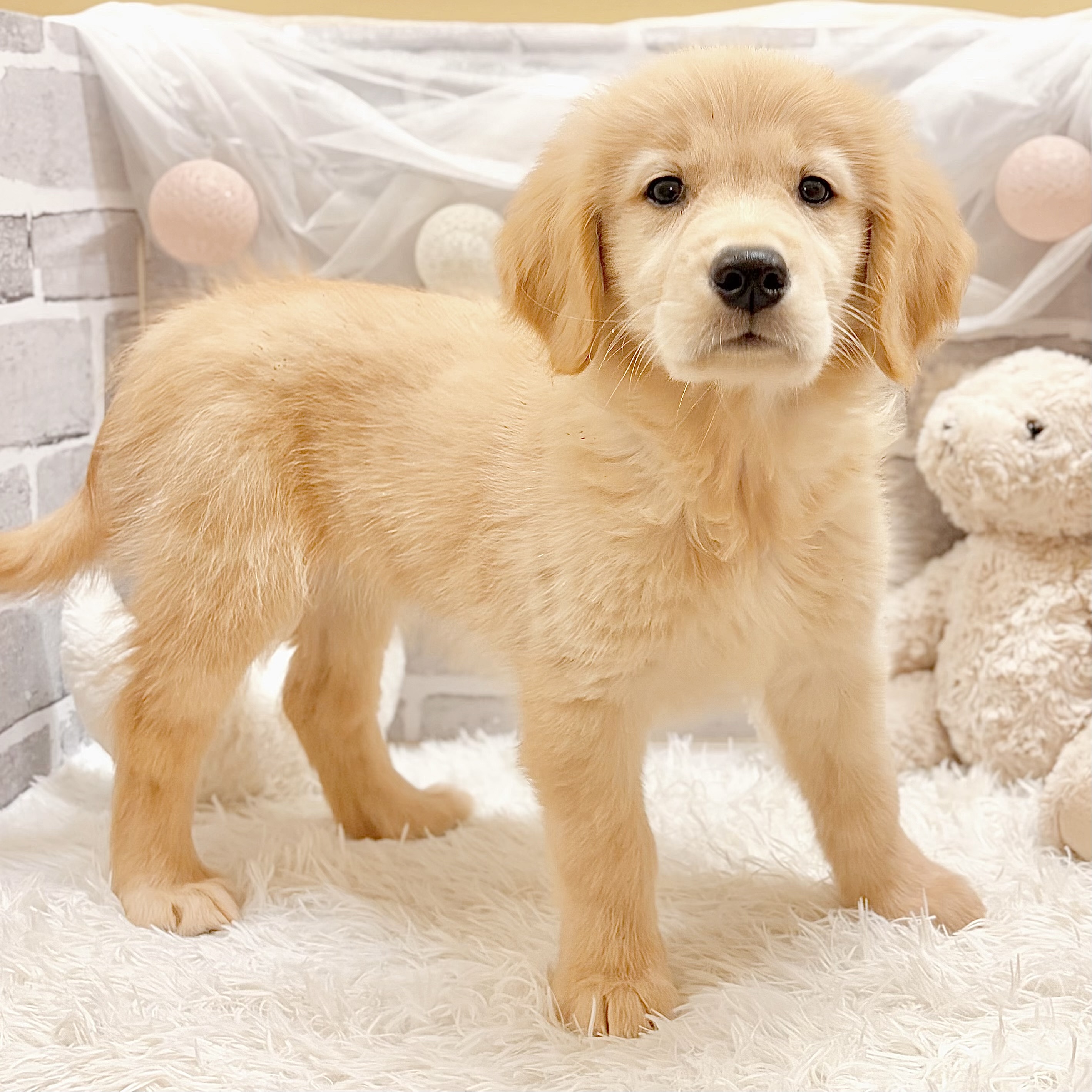 兵庫県のゴールデンレトリバー (犬の家＆猫の里神戸店/2026年4月18日生まれ/女の子/ゴールデン)の子犬の4枚目の画像