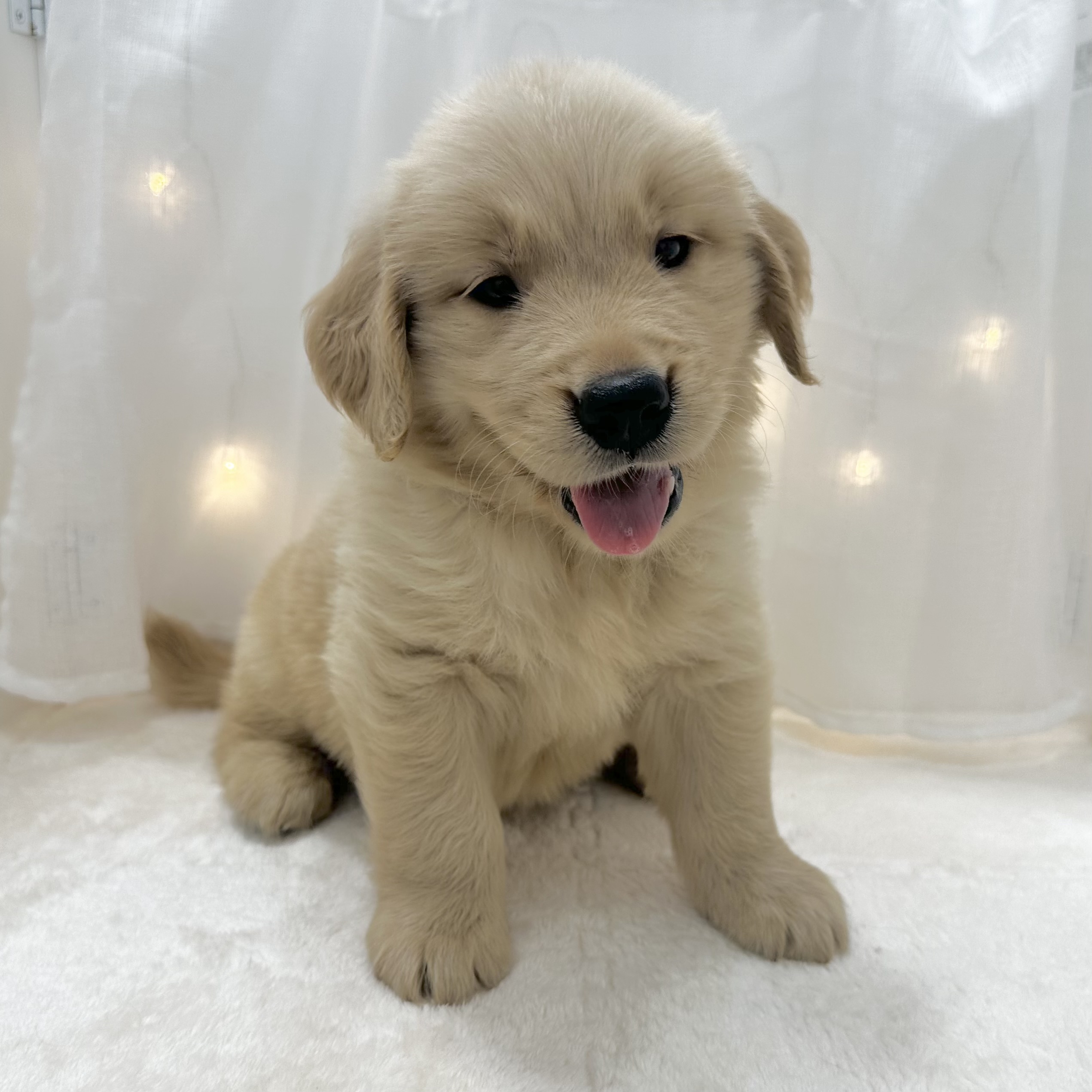 千葉県のゴールデンレトリバー (犬の家＆猫の里BIGHOPガーデンモール印西店/2025年5月20日生まれ/男の子/ゴールデン)の子犬の4枚目の画像