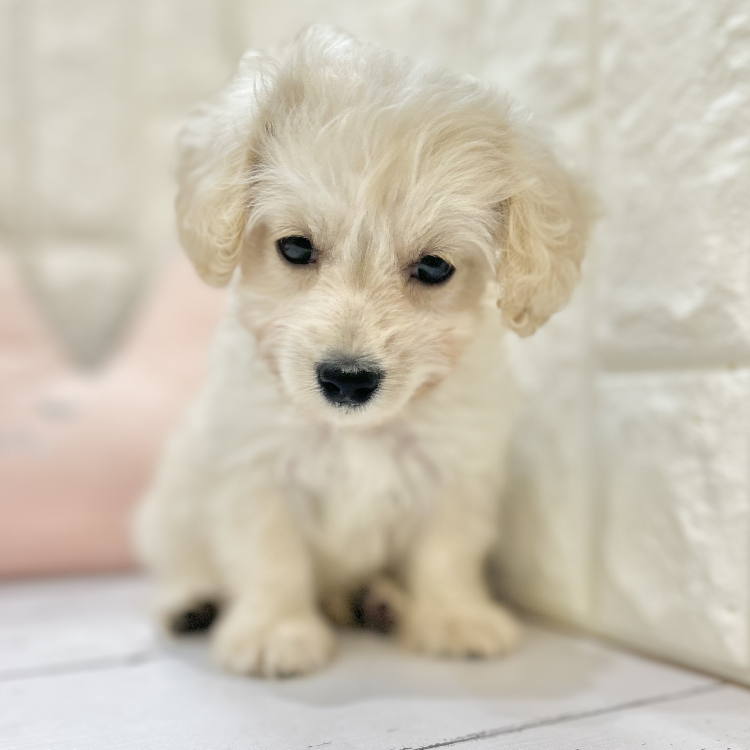 岡山県のハーフ犬・ミックス犬 (犬の家＆猫の里倉敷店/2025年6月8日生まれ/女の子/クリーム)の子犬の4枚目の画像
