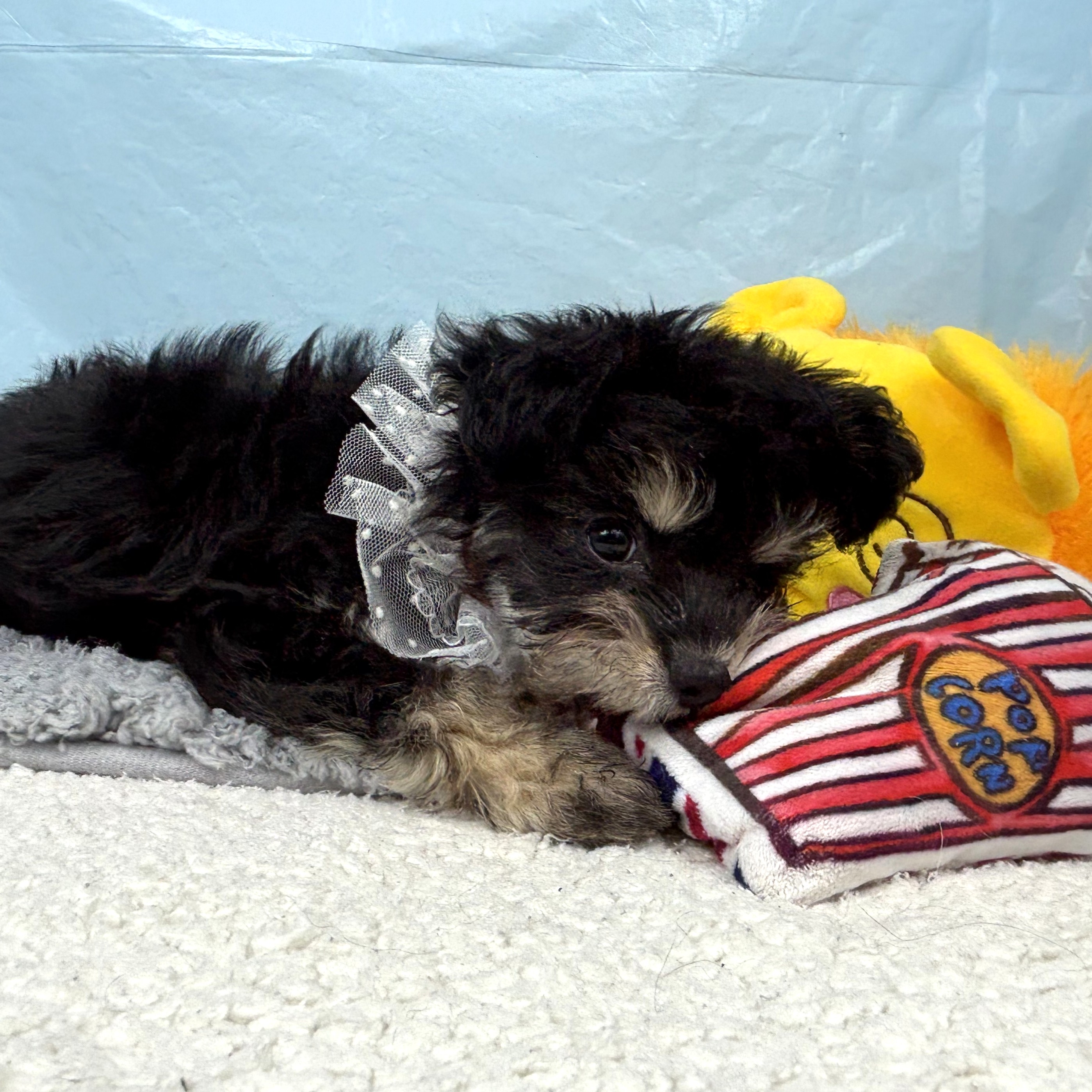 兵庫県のチワプー/プーチー(チワワ×プードル) (犬の家＆猫の里川西店/2025年10月28日生まれ/女の子/ブラッククリーム)の子犬の4枚目の画像