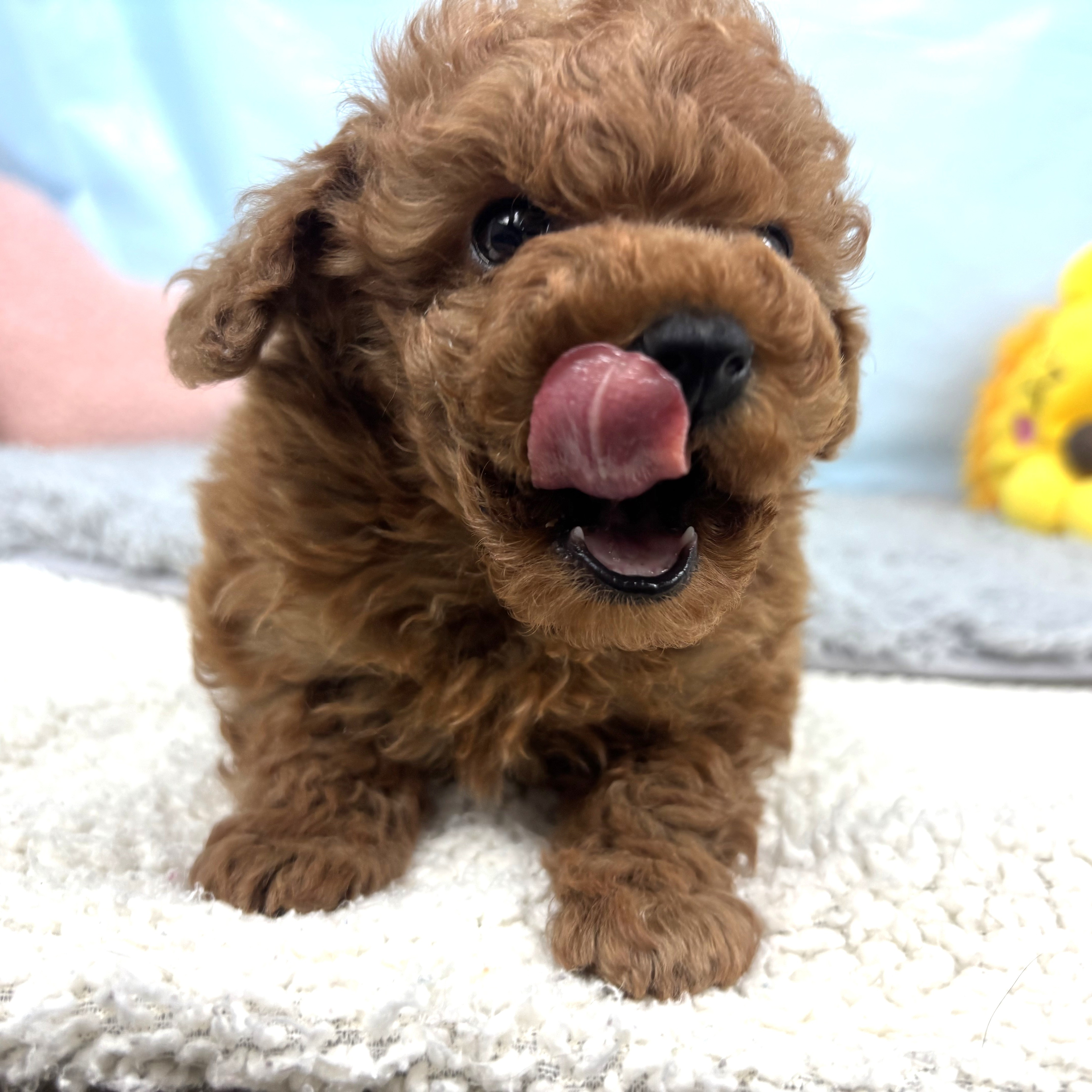 兵庫県のトイプードル(トイ) (犬の家＆猫の里川西店/2025年10月31日生まれ/男の子/レッドフォーン)の子犬の4枚目の画像