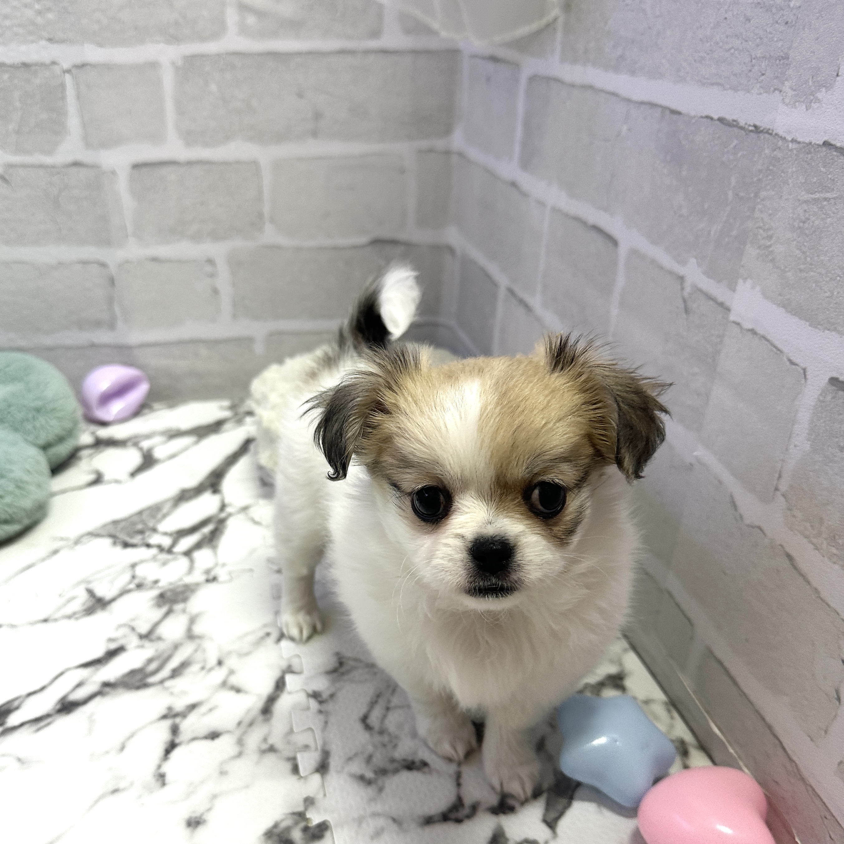 愛知県のチワペキ/ペキチー/ペキチワ(チワワ×ペキニーズ) (犬の家＆猫の里岡崎店/2025年9月7日生まれ/女の子/ホワイトフォーン)の子犬の4枚目の画像