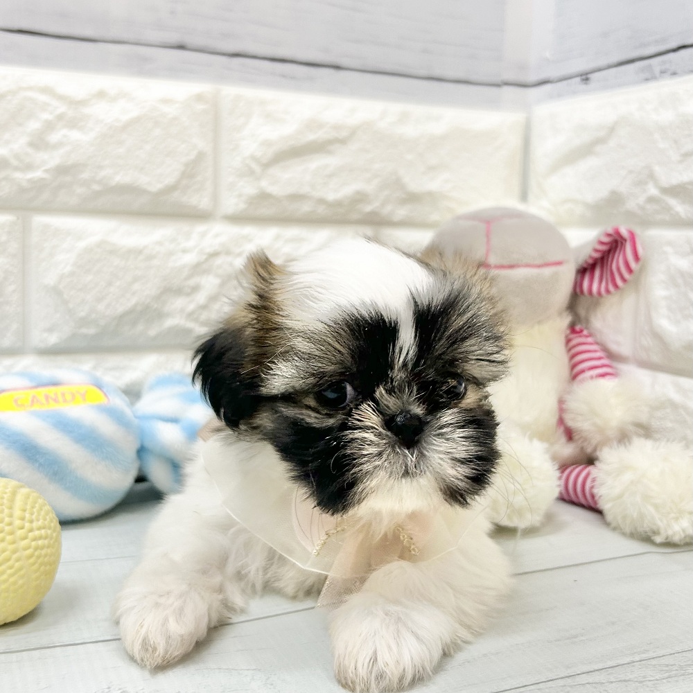 静岡県のシーズー (犬の家＆猫の里アミーゴ浜松和田店/2026年7月19日生まれ/女の子/ゴールドホワイト)の子犬の4枚目の画像