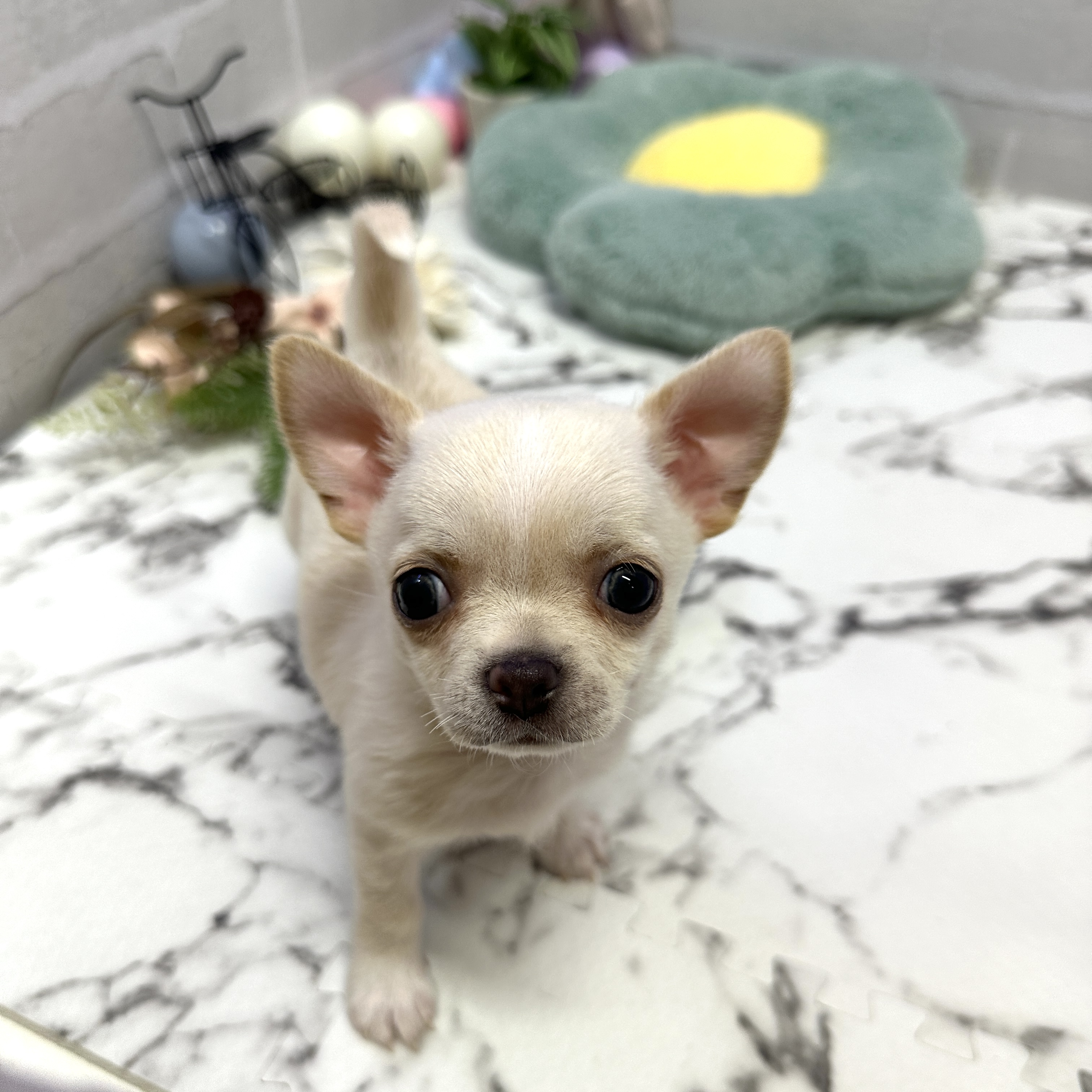 愛知県のチワワ(スムース) (犬の家＆猫の里岡崎店/2025年9月9日生まれ/男の子/クリーム)の子犬の1枚目の画像