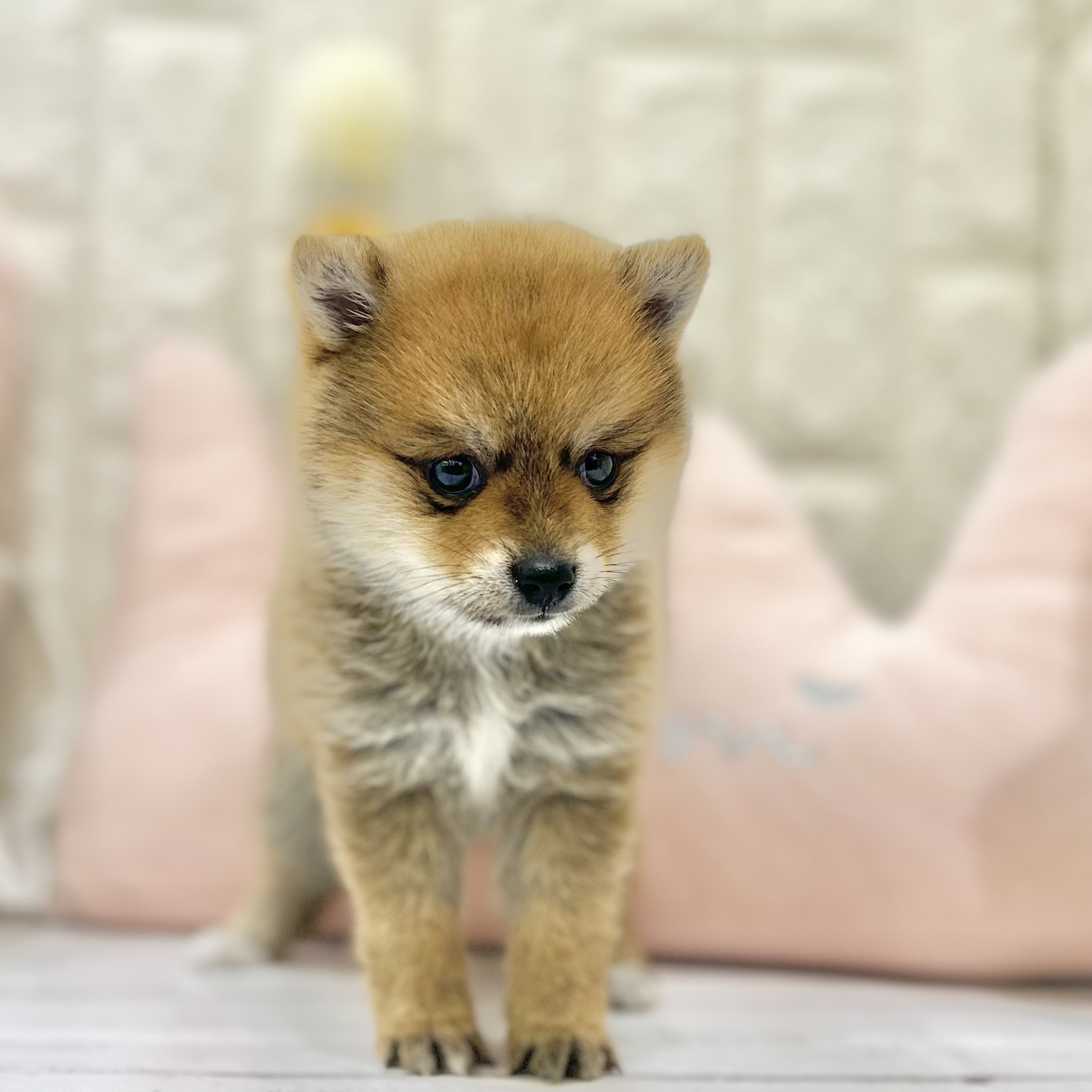 岡山県のポメ柴/豆ポメ/ポメ豆柴(ポメラニアン×柴犬) (犬の家＆猫の里倉敷店/2025年6月27日生まれ/男の子/オレンジ)の子犬の4枚目の画像