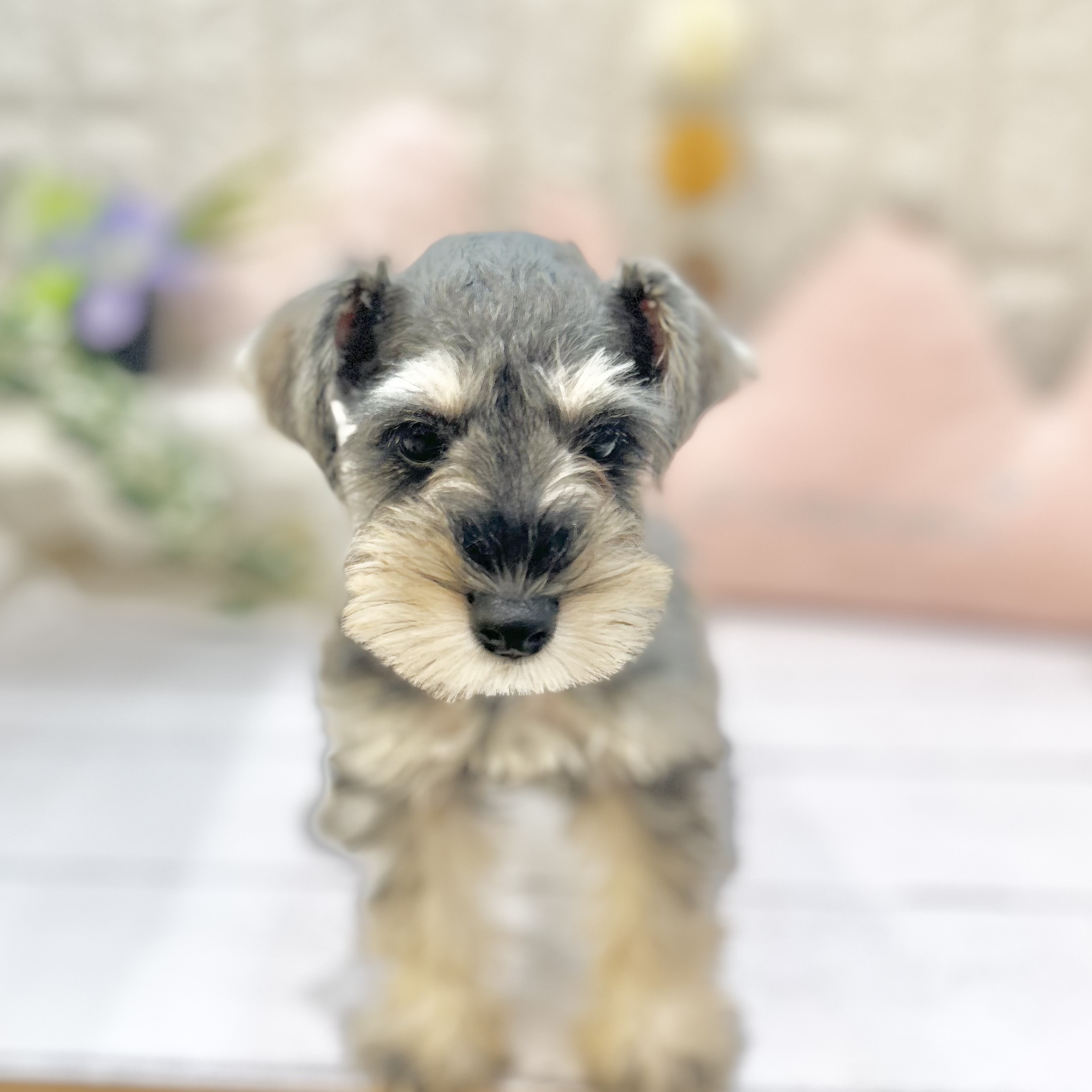 岡山県のミニチュアシュナウザー (犬の家＆猫の里倉敷店/2025年6月25日生まれ/女の子/ソルトペッパー)の子犬の4枚目の画像