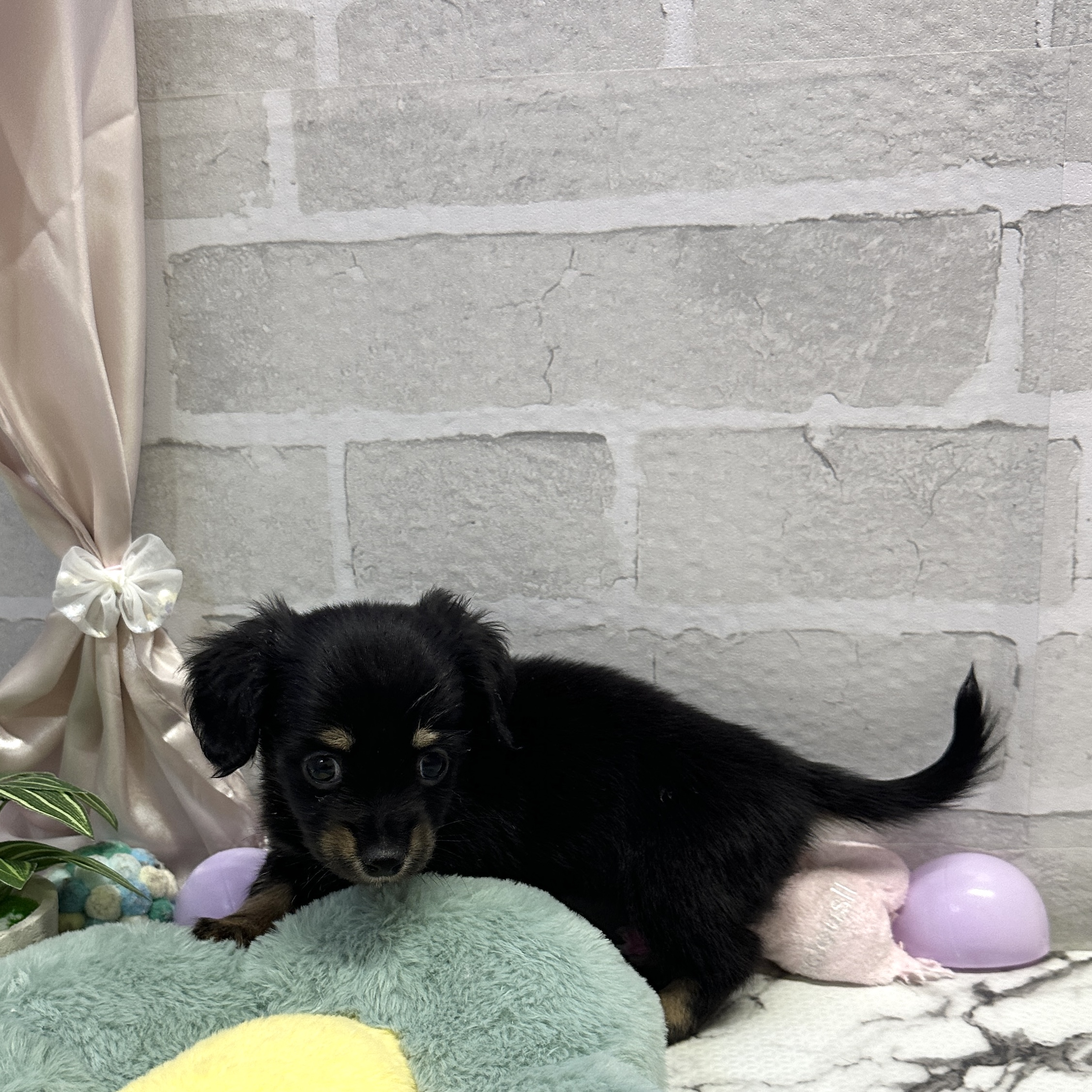 愛知県のチワックス(チワワ×ダックス) (犬の家＆猫の里岡崎店/2025年9月6日生まれ/女の子/ブラックタン)の子犬の4枚目の画像